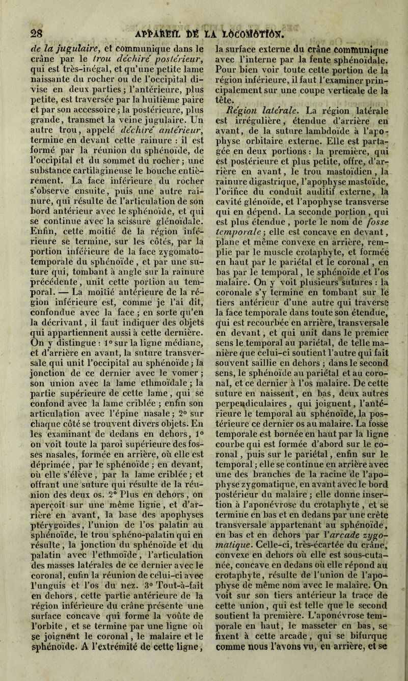 de la jugulaire, et communique dans le crâne par le trou déchiré postérieur, qui est très-inégal, et qu’une petite lame naissante du rocher ou de l’occipital di- vise en deux parties ; l’antérieure, plus petite, est traversée par la huitième paire et par son accessoire ; la postérieure, plus grande, transmet la veine jugulaire. Un autre trou, appelé déchiré antérieur, termine en devant cette rainure : il est formé par la réunion du sphénoïde, de l’occipital et du sommet du rocher ; une substance cartilagineuse le bouche entiè- rement. La face inférieure du rocher s’observe ensuite, puis une autre rai- nure, qui résulte de l’articulation de son bord antérieur avec le sphénoïde, et qui se continue avec la scissure glénoïdale. Enfin, cette moitié de la région infé- rieure se termine, sur les côtés, par la portion inférieure de la face zygomato- temporale du sphénoïde , et par une su- ture qui, tombant à angle sur la rainure précédente, unit cette portion au tem- poral. — La moitié antérieure de la ré- gion inférieure est, comme je l’ai dit, confondue avec la face ; en sorte qu’en la décrivant, il faut indiquer des objets qui appartiennent aussi à cette dernière. On y distingue : 1° sur la ligne médiane, et d’arrière en avant, la suture transver- sale qui unit l’occipital au sphénoïde ; la jonction de ce dernier avec le vomer ; son union avec la lame ethmoïdale ; la partie supérieure de cette lame , qui se confond avec la lame criblée ; enfin son articulation avec l’épine nasale ; 2° sur chaque côté se trouvent divers objets. En les examinant de dedans en dehors, 1° on voit toute la paroi supérieure des fos- ses nasales, formée en arrière, où elle est déprimée , par le sphénoïde ; en devant, où elle s’élève , par la lame criblée ; et offrant une suture qui résulte de la réu- nion des deux os. 2° Plus en dehors, on aperçoit sur une même ligne , et d’ar- rière en avant, la base des apophyses ptérygoïdes, l’union de l’os palatin au sphénoïde, le trou sphéno-palatin qui en résulte, la jonction du sphénoïde et du palatin avec l’ethmoïde, l’articulation des masses latérales de ce dernier avec le coronal, enfin la réunion de celui-ci avec Funguis et l’os du nez. 3° Tout-à-fait en dehors, cette partie antérieure de la région inférieure du crâne présente une surface concave qui forme la voûte de l’orbite , et se termine par une ligne où se joignent le coronal, le malaire et le sphénoïde. A l’extrémité de cette ligne, la surface externe du crâne communique avec l’interne par la fente sphénoïdale. Pour bien voir toute cette portion de la région inférieure, il faut l'examiner prin- cipalement sur une coupe x erticale de la tête. Région latérale. La région latérale est irrégulière, étendue d’arrière en avant, de la suture lambdoïde à l’apo- physe orbitaire externe. Elle est parta- gée en deux portions : la première, qui est postérieure et plus petite, offre, d’ar- rière en avant, le trou mastoïdien, la rainure digastrique, l’apophyse mastoïde, l’orifice du conduit auditif externe, la cavité glénoïde, et l’apophyse transverse qui en dépend. La seconde portion , qui est plus étendue, porte le nom de fosse temporale ; elle est concave en devant, plane et même convexe en arrière, rem- plie par le muscle crotaphyte, et formée en haut par le pariétal et le coronal, en bas par le temporal, le sphénoïde et l’os malaire. On y voit plusieurs sutures : la coronale s’y termine en tombant sur le tiers antérieur d’une autre qui traverse la face temporale dans toute son étendue, qui est recourbée en arrière, transversale en devant, et qui unit dans le premier sens le temporal au pariétal, de telle ma- nière que celui-ci soutient l’autre qui fait souvent saillie en dehors ; dans le second sens, le sphénoïde au pariétal et au coro- nal, et ce dernier à l’os malaire. De cette suture en naissent, en bas, deux autres perpendiculaires , qui joignent, l’anté- rieure le temporal au sphénoïde, la pos- térieure ce dernier os au malaire. La fosse temporale est bornée en haut par la ligne courbe qui est formée d’abord sur le co- ronal , puis sur le pariétal, enfin sur le temporal ; elle se continue en arrière avec une des branches de la racine de l’apo- pliyse zygomatique, en avant avec le bord postérieur du malaire ; elle donne inser- tion à l’aponévrose du crotaphyte , et se termine en bas et en dedans par une crête transversale appartenant au sphénoïde, en bas et en dehors par Y arcade zygo- matique. Celle-ci, très-écartée du crâne, convexe en dehors où elle est sous-cuta- née, concave en dedans où elle répond au crotaphyte, résulte de l’union de l’apo- physe de même nom avec le malaire. On voit sur son tiers antérieur la trace de cette union, qui est telle que le second soutient la première. L’aponévrose tem- porale en haut, le masseter en bas, se fixent à cette arcade, qui se bifurque comme nous l’avons vu, eu arrière, et se