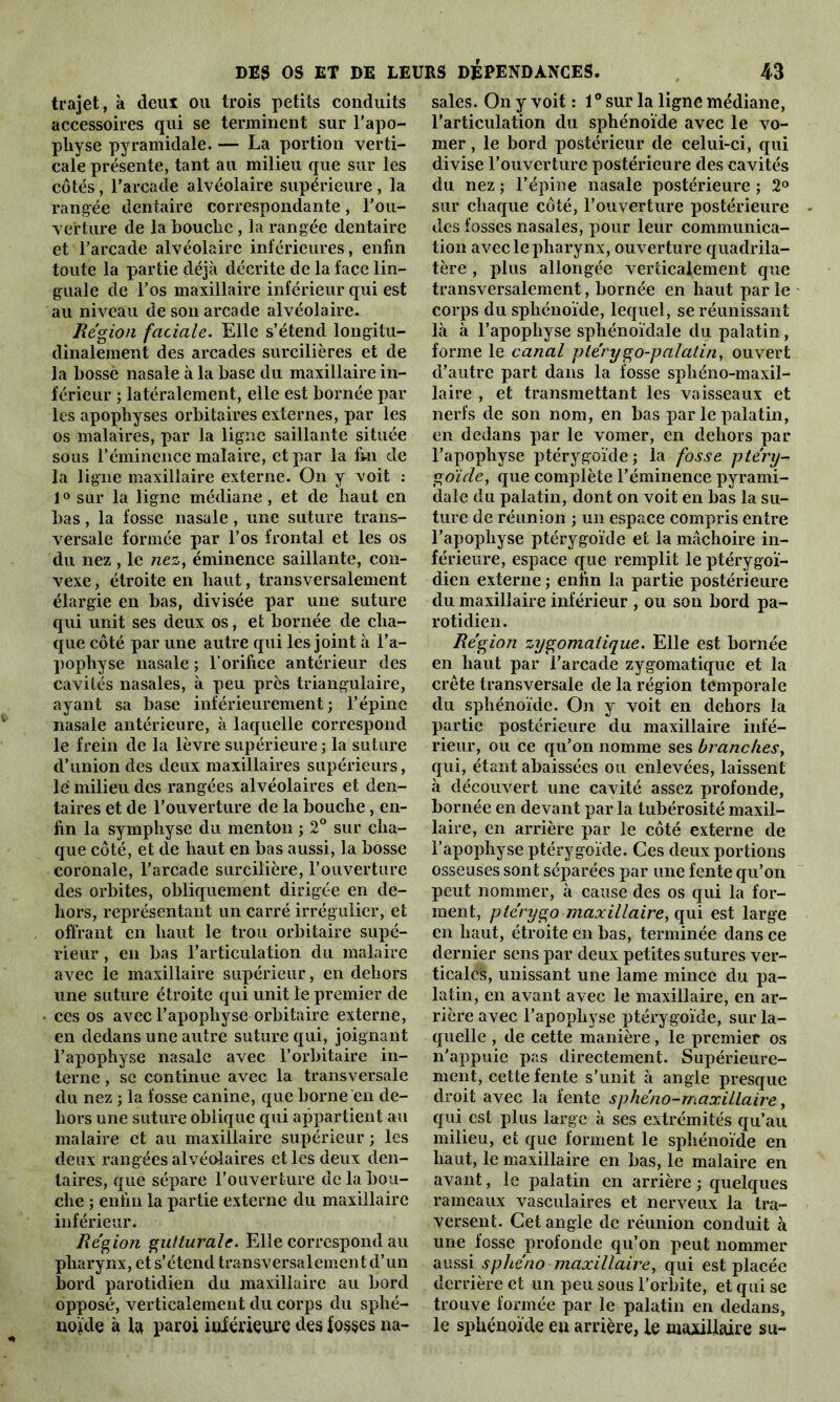 trajet, à deux ou trois petits conduits accessoires qui se terminent sur l’apo- physe pyramidale. — La portion verti- cale présente, tant au milieu que sur les côtés, l’arcade alvéolaire supérieure, la rangée dentaire correspondante, l'ou- verture de la bouche , la rangée dentaire et l’arcade alvéolaire inférieures, enfin toute la partie déjà décrite de la face lin- guale de l’os maxillaire inférieur qui est au niveau de son arcade alvéolaire. Région faciale. Elle s’étend longitu- dinalement des arcades surcilières et de la bossé nasale à la base du maxillaire in- férieur ; latéralement, elle est bornée par les apophyses orbitaires externes, par les os malaires, par la ligne saillante située sous l’éminence malaire, et par la fin de la ligne maxillaire externe. On y voit : 1° sur la ligne médiane, et de haut en bas, la fosse nasale, une suture trans- versale formée par l’os frontal et les os du nez , le nez, éminence saillante, con- vexe , étroite en haut, transversalement élargie en bas, divisée par une suture qui unit ses deux os, et bornée de cha- que côté par une autre qui les joint à l’a- pophyse nasale ; l’orifice antérieur des cavités nasales, à peu près triangulaire, ayant sa base inférieurement; l’épine nasale antérieure, à laquelle correspond le frein de la lèvre supérieure ; la suture d’union des deux maxillaires supérieurs, lé milieu des rangées alvéolaires et den- taires et de l’ouverture de la bouche, en- fin la symphyse du menton ; 2° sur cha- que côté, et de haut en bas aussi, la bosse coronale, l’arcade surcilière, l’ouverture des orbites, obliquement dirigée en de- hors, représentant un carré irrégulier, et offrant en haut le trou orbitaire supé- rieur , en bas l’articulation du malaire avec le maxillaire supérieur, en dehors une suture étroite qui unit le premier de • ces os avec l’apophyse orbitaire externe, en dedans une autre suture qui, joignant l’apophyse nasale avec l’orbitaire in- terne , se continue avec la transversale du nez ; la fosse canine, que borne en de- hors une suture oblique qui appartient au malaire et au maxillaire supérieur ; les deux rangées alvéolaires et les deux den- taires, que sépare l’ouverture de la bou- che ; enfin la partie externe du maxillaire inférieur. Région gutturale. Elle correspond au pharynx, et s’étend transversalement d’un bord parotidien du maxillaire au bord opposé, verticalement du corps du sphé- noïde à la paroi inférieure des fosses na- sales. On y voit : 10 sur la ligne médiane, l’articulation du sphénoïde avec le vo- mer, le bord postérieur de celui-ci, qui divise l’ouverture postérieure des cavités du nez ; l’épine nasale postérieure ; 2° sur chaque côté, l’ouverture postérieure des fosses nasales, pour leur communica- tion avec le pharynx, ouverture quadrila- tère , plus allongée verticalement que transversalement, bornée en haut par le corps du sphénoïde, lequel, se réunissant là à l’apophyse sphénoïdale du palatin, forme le canal ptérygo-palatin, ouvert d’autre part dans la fosse sphéno-maxil- laire , et transmettant les vaisseaux et nerfs de son nom, en bas par le palatin, en dedans par le vomer, en dehors par l’apophyse ptérygoïde ; la fosse ptérij- goïcle, que complète l’éminence pyrami- dale du palatin, dont on voit en bas la su- ture de réunion ; un espace compris entre l’apophyse ptérygoïde et la mâchoire in- férieure, espace que remplit le ptérygoï- dien externe ; enfin la partie postérieure du maxillaire inférieur , ou son bord pa- rotidien. Région zygomatique. Elle est bornée en haut par l’arcade zygomatique et la crête transversale de la région temporale du sphénoïde. On y voit en dehors la partie postérieure du maxillaire infé- rieur, ou ce qu’on nomme ses branches, qui, étant abaissées ou enlevées, laissent à découvert une cavité assez profonde, bornée en devant par la tubérosité maxil- laire, en arrière par le côté externe de l’apophyse ptérygoïde. Ces deux portions osseuses sont séparées par une fente qu’on peut nommer, à cause des os qui la for- ment, ptéry go maxillaire, qui est large en haut, étroite en bas, terminée dans ce dernier sens par deux petites sutures ver- ticales, unissant une lame mince du pa- latin, en avant avec le maxillaire, en ar- rière avec l’apophyse ptérygoïde, sur la- quelle , de cette manière, le premier os n'appuie pas directement. Supérieure- ment, cette fente s’unit à angle presque droit avec la fente sphéno-maxillaire, qui est plus large à ses extrémités qu’au milieu, et que forment le sphénoïde en haut, le maxillaire en bas, le malaire en avant, le palatin en arrière ; quelques rameaux vasculaires et nerveux la tra- versent. Cet angle de réunion conduit à une fosse profonde qu’on peut nommer aussi sphéno maxillaire, qui est placée derrière et un peu sous l’orbite, et qui se trouve formée par le palatin en dedans, le sphénoïde en arrière, le maxillaire su-