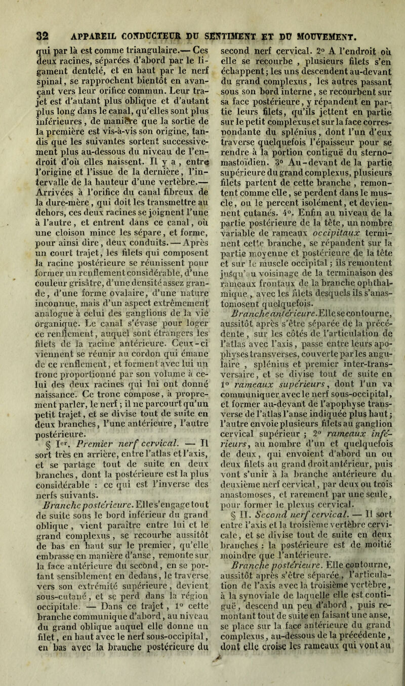 qui par là est comme triangulaire.— Ces deux racines, séparées d’abord par le li- gament dentelé, et en haut par le nerf spinal, se rapprochent bientôt en avan- çant vers leur orifice commun. Leur tra- jet est d’autant plus oblique et d’autant plus long dans le canal, qu’elles sont plus inférieures, de mani&e que la sortie de la première est vis-à-vis son origine, tan- dis que les suivantes sortent successive- ment plus au-dessous du niveau de l’en- droit d’où elles naissent. Il y a , entre l’origine et l’issue de la dernière, l’in- tervalle de la hauteur d’une vertèbre.— Arrivées à l’orifice du canal fibreux de la dure-mère, qui doit les transmettre au dehors, ces deux racines se joignent l’une à l’autre, et entrent dans ce canal, où une cloison mince les sépare, et forme, pour ainsi dire, deux conduits. — Après un court trajet, les filets qui composent la racine postérieure se réunissent pour former un renflement considérable, d’une couleur grisâtre, d’une densité assez gran- de, d’une forme ovalaire, d’une nature inconnue, mais d’un aspect extrêmement analogue à celui des ganglions de la vie organique. Le canal s’évase pour loger ce renflement, auquel sont étrangers les filets de la racine antérieure. Ceux-ci viennent se réunir au cordon qui émane de ce renflement, et forment avec lui un tronc proportionné par son volume à ce- lui des deux racines qui lui ont donné naissance. Ce tronc compose, à propre- ment parler, le nerf ; il ne parcourt qu’un petit trajet, et se divise tout de suite en deux branches, l’une antérieure, l’autre postérieure. § Ier. Premier nerf cervical. — Il sort très en arrière, entre l’atlas et l’axis, et se partage tout de suite en deux branches, dont la postérieure est la plus considérable : ce qui est l’inverse des nerfs suivants. Branche postérieure. Elle s’engage tout de suite sous le bord inférieur du grand oblique , vient paraître entre lui et le grand complexus , se recourbe aussitôt de bas en haut sur le premier, qu’elle embrasse en manière d’anse, remonte sur la face antérieure du secbnd, en se por- tant sensiblement en dedans, le traverse vers son extrémité supérieure, devient sous-cutané, et se perd dans la région occipitale. — Dans ce trajet , 1° cette branche communique d’abord, au niveau du grand oblique auquel elle donne un filet, en haut avec le nerf sous-occipital, en bas avec la branche postérieure du second nerf cervical. 2° A l’endroit où elle se recourbe , plusieurs filets s’en échappent ; les uns descendent au-devant du grand complexus, les autres passant sous son bord interne, se recourbent sur sa face postérieure, y répandent en par- tie leurs filets, qu’ils jettent en partie sur le petit complexus et sur la face corres- pondante du splénius, dont l’un d’eux traverse quelquefois l’épaisseur pour se rendre à la portion contiguë du sterno- mastoïdien. 3° Au-devant de la partie supérieure du grand complexus, plusieurs filets partent de cette branche , remon- tent comme elle, se perdent dans le mus- cle , ou le percent isolément, et devien- nent cutanés. 4°. Enfin au niveau de la partie postérieure de la tête, un nombre variable de rameaux occipitaux termi- nent cette branche, se répandent sur la partie moyenne et postérieure de la tête et sur le muscle occipital ; ils remontent juâqu’ u voisinage de la terminaison des rameaux frontaux de la branche ophthal- mique , avec les filets desquels ils s’anas- tomosent quelquefois. Branche antérieure.JLWt se contourne, aussitôt après s’être séparée de la précé- dente , sur les côtés de l’articulation de l’atlas avec l’axis, passe entre leurs apo- physes transverses, couverte par les angu- laire , splénius et premier inter-trans- versaire, et se divise tout de suite en 1° rameaux supérieurs, dont l’un va communiquer avec le nerf sous-occipital, et former au-devant de l’apophyse trans- verse de l’atlas l’anse indiquée plus haut ; l’autre envoie plusieurs filets au ganglion cervical supérieur ; 2° rameaux infé- rieurs, au nombre d’un et quelquefois de deux, qui envoient d’abord un ou deux filets au grand droit antérieur, puis vont s’unir à la branche antérieure du deuxième nerf cervical, par deux ou trois anastomoses, et rarement par une seule, pour former le plexus cervical. § II. Second nerf cervical. — 11 sort entre l’axis et la troisième vertèbre cervi- cale, et se divise tout de suite en deux branches : la postérieure est de moitié moindre que l’antérieure. Branche postérieure. Elle contourne, aussitôt après s’être séparée , l’articula- tion de l’axis avec la troisième vertèbre, à la synoviale de laquelle elle est conti- guë , descend un peu d’abord , puis re- montant tout de suite en faisant une anse, se place sur la face antérieure du grand complexus, au-dessous de la précédente, dont elle croise les rameaux qui vont au