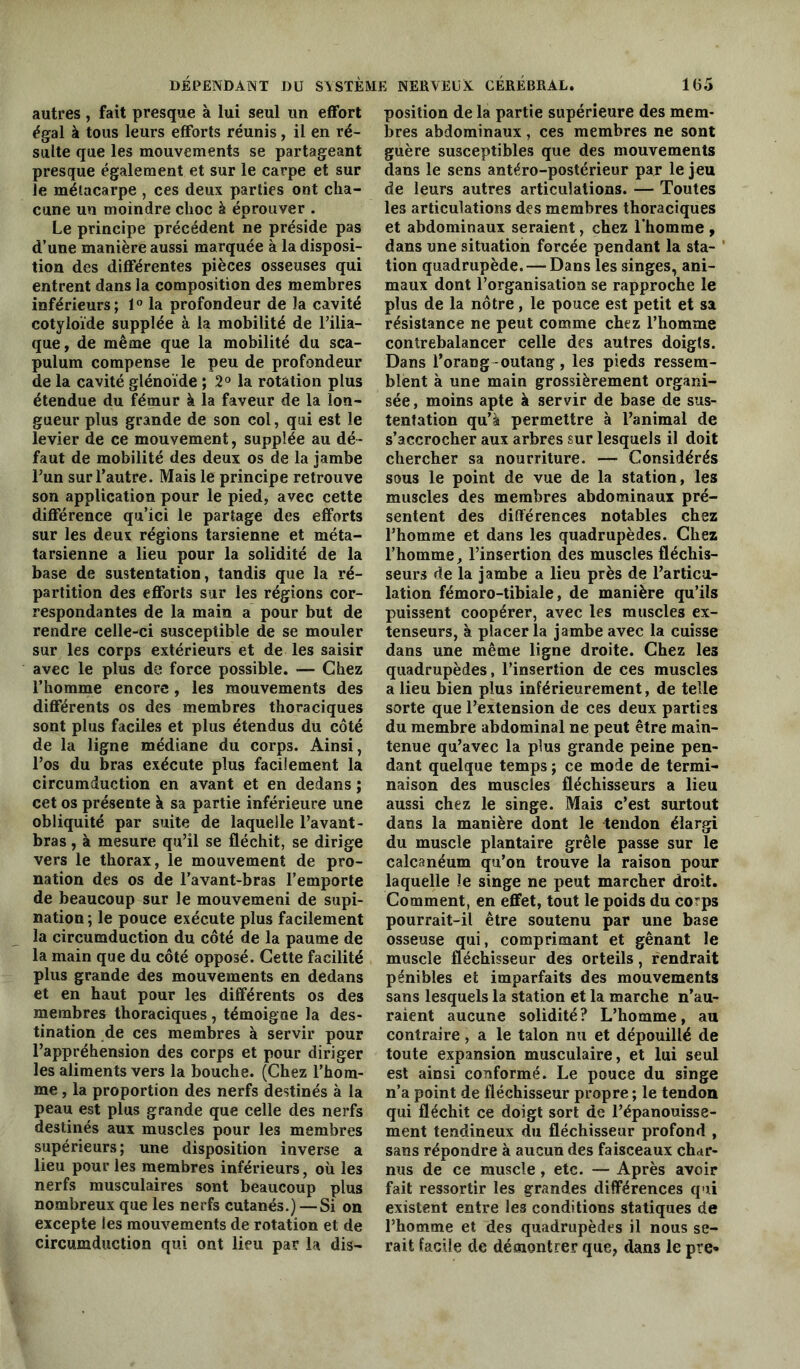 autres , fait presque à lui seul un effort égal à tous leurs efforts réunis, il en ré- sulte que les mouvements se partageant presque également et sur le carpe et sur le métacarpe , ces deux parties ont cha- cune un moindre clioc à éprouver . Le principe précédent ne préside pas d’une manière aussi marquée à la disposi- tion des différentes pièces osseuses qui entrent dans la composition des membres inférieurs; 1° la profondeur de la cavité cotyloïde supplée à la mobilité de l’ilia- que , de même que la mobilité du sca- pulum compense le peu de profondeur de la cavité glénoïde ; 2° la rotation plus étendue du fémur à la faveur de la lon- gueur plus grande de son col, qui est le levier de ce mouvement, supplée au dé- faut de mobilité des deux os de la jambe l’un sur l’autre. Mais le principe retrouve son application pour le pied, avec cette différence qu’ici le partage des efforts sur les deux régions tarsienne et méta- tarsienne a lieu pour la solidité de la base de sustentation, tandis que la ré- partition des efforts sur les régions cor- respondantes de la main a pour but de rendre celle-ci susceptible de se mouler sur les corps extérieurs et de les saisir avec le plus de force possible. — Chez l’homme encore, les mouvements des différents os des membres thoraciques sont plus faciles et plus étendus du côté de la ligne médiane du corps. Ainsi, l’os du bras exécute plus facilement la circumduction en avant et en dedans ; cet os présente à sa partie inférieure une obliquité par suite de laquelle l’avant- bras , à mesure qu’il se fléchit, se dirige vers le thorax, le mouvement de pro- nation des os de l’avant-bras l’emporte de beaucoup sur le mouvemeni de supi- nation ; le pouce exécute plus facilement la circumduction du côté de la paume de la main que du côté opposé. Cette facilité plus grande des mouvements en dedans et en haut pour les différents os des membres thoraciques, témoigne la des- tination de ces membres à servir pour l’appréhension des corps et pour diriger les aliments vers la bouche. (Chez l’hom- me , la proportion des nerfs destinés à la peau est plus grande que celle des nerfs destinés aux muscles pour les membres supérieurs; une disposition inverse a lieu pour les membres inférieurs, où les nerfs musculaires sont beaucoup plus nombreux que les nerfs cutanés.) — Si on excepte les mouvements de rotation et de circumduction qui ont lieu par la dis- position de la partie supérieure des mem- bres abdominaux, ces membres ne sont guère susceptibles que des mouvements dans le sens antéro-postérieur par le jeu de leurs autres articulations. — Toutes les articulations des membres thoraciques et abdominaux seraient, chez l’homme , dans une situation forcée pendant la sta- tion quadrupède. — Dans les singes, ani- maux dont l’organisation se rapproche le plus de la nôtre, le pouce est petit et sa résistance ne peut comme chez l’homme contrebalancer celle des autres doigts. Dans l'orang-outang, les pieds ressem- blent à une main grossièrement organi- sée, moins apte à servir de base de sus- tentation qu’à permettre à l’animal de s’accrocher aux arbres sur lesquels il doit chercher sa nourriture. — Considérés sous le point de vue de la station, les muscles des membres abdominaux pré- sentent des différences notables chez l’homme et dans les quadrupèdes. Chez l’homme, l’insertion des muscles fléchis- seurs de la jambe a lieu près de l’articu- lation fémoro-tibiale, de manière qu’ils puissent coopérer, avec les muscles ex- tenseurs, à placer la jambe avec la cuisse dans une même ligne droite. Chez le3 quadrupèdes, l’insertion de ces muscles a lieu bien plus inférieurement, de telle sorte que l’extension de ces deux parties du membre abdominal ne peut être main- tenue qu’avec la plus grande peine pen- dant quelque temps ; ce mode de termi- naison des muscles fléchisseurs a lieu aussi chez le singe. Mais c’est surtout dans la manière dont le tendon élargi du muscle plantaire grêle passe sur le calcanéum qu’on trouve la raison pour laquelle le singe ne peut marcher droit. Comment, en effet, tout le poids du corps pourrait-il être soutenu par une base osseuse qui, comprimant et gênant le muscle fléchisseur des orteils, rendrait pénibles et imparfaits des mouvements sans lesquels la station et la marche n’au- raient aucune solidité? L’homme, au contraire, a le talon nu et dépouillé de toute expansion musculaire, et lui seul est ainsi conformé. Le pouce du singe n’a point de fléchisseur propre ; le tendon qui fléchit ce doigt sort de l’épanouisse- ment tendineux du fléchisseur profond , sans répondre à aucun des faisceaux char- nus de ce muscle, etc. — Après avoir fait ressortir les grandes différences qui existent entre les conditions statiques de l’homme et des quadrupèdes il nous se- rait facile de démontrer que, dans le pre*