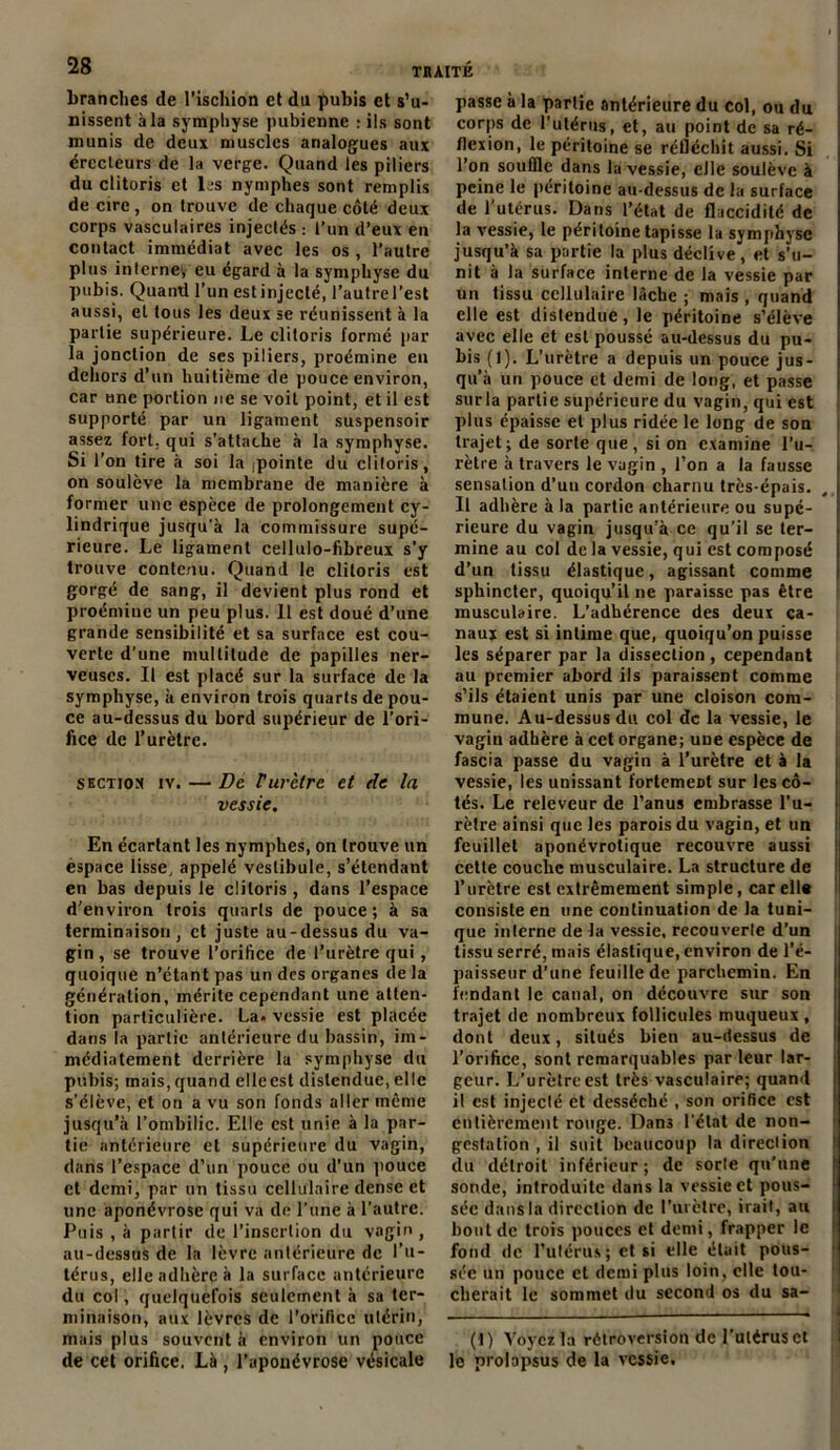 branches de l’ischion et du pubis et s’u- nissent à la symphyse pubienne : ils sont munis de deux muscles analogues aux crecleurs de la verge. Quand les piliers du clitoris et les nymphes sont remplis de cire, on trouve de chaque côté deux corps vasculaires injectés : l’un d’eux en contact immédiat avec les os , l’autre plus interne-, eu égard à la symphyse du pubis. Quanti l’un est injecté, l’autre l’est aussi, et tous les deux se réunissent à la partie supérieure. Le clitoris formé par la jonction de ses piliers, proémine en dehors d’un huitième de pouce environ, car une portion ne se voit point, et il est supporté par un ligament suspensoir assez lort. qui s’attache à la symphyse. Si r on tire à soi la ,pointe du clitoris, on soulève la membrane de manière à former une espèce de prolongement cy- lindrique jusqu'à la commissure supé- rieure. Le ligament cellulo-fibreux s’y trouve contenu. Quand le clitoris est gorgé de sang, il devient plus rond et proémine un peu plus. 11 est doué d’une grande sensibilité et sa surface est cou- verte d’une multitude de papilles ner- veuses. Il est placé sur la surface de la symphyse, à environ trois quarts de pou- ce au-dessus du bord supérieur de l’ori- fice de l’urètre. section îv. — De Pui-ctre et de la vessie. En écartant les nymphes, on trouve un èspace lisse, appelé vestibule, s’étendant en bas depuis le clitoris , dans l’espace d’environ trois quarts de pouce; à sa terminaison, et juste au-dessus du va- gin, se trouve l’orifice de l’urètre qui , quoique n’étant pas un des organes de la génération, mérite cependant une atten- tion particulière. La. vessie est placée dans la partie antérieure du bassin, im- médiatement derrière la symphyse du pubis; mais, quand elle est distendue, elle s’élève, et on a vu son fonds aller même jusqu’à l’ombilic. Elle est unie à la par- tie antérieure et supérieure du vagin, dans l’espace d’un pouce ou d'un pouce et demi, par un tissu cellulaire dense et une aponévrose qui va de l’une à l’autre. Puis , à partir de l’insertion du vagin , au-dessus de la lèvre antérieure de l’u- térus, elle adhère à la surface antérieure du col, quelquefois seulement à sa ter- minaison, aux lèvres de l’orifice utérin, mais plus souvent à environ un pouce de cet orifice. Là, l’aponévrose vésicale passe à la partie antérieure du col, ou du corps de l'utérus, et, au point de sa ré- flexion, le péritoine se réfléchit aussi. Si l’on souffle dans la vessie, elle soulève à peine le péritoine au-dessus de la surface de l’utérus. Dans l’état de flaccidité de la vessie, le péritoine tapisse la symphyse jusqu’à sa partie la plus déclive, et s’u- nit à la surface interne de la vessie par un tissu cellulaire lâche ; mais , quand elle est distendue, le péritoine s’élève avec elle et est poussé au-dessus du pu- bis ()). L’urètre a depuis un pouce jus- qu’à un pouce et demi de long, et passe surla partie supérieure du vagin, qui est plus épaisse et plus ridée le long de son trajet; de sorte que, si on examine l’u- rètre à travers le vagin , l’on a la fausse sensation d’un cordon charnu très-épais. Il adhère à la partie antérieure ou supé- rieure du vagin jusqu’à ce qu’il se ter- mine au col de la vessie, qui est composé d’un tissu élastique, agissant comme sphincter, quoiqu’il ne paraisse pas être musculaire. L’adhérence des deux ca- naux est si intime que, quoiqu’on puisse les séparer par la dissection , cependant au premier abord ils paraissent comme s’ils étaient unis par une cloison com- mune. Au-dessus du col de la vessie, le vagin adhère à cet organe; une espèce de fascia passe du vagin à l’urètre et à la vessie, les unissant fortement sur les cô- tés. Le releveur de l’anus embrasse l’u- rètre ainsi que les parois du vagin, et un feuillet aponévrotique recouvre aussi cette couche musculaire. La structure de l’urètre est extrêmement simple, car elle consiste en une continuation de la tuni- que interne de la vessie, recouverte d’un tissu serré, mais élastique, environ de l'é- paisseur d’une feuille de parchemin. En fendant le canal, on découvre sur son trajet de nombreux follicules muqueux , dont deux, situés bien au-dessus de l’orifice, sont remarquables par leur lar- geur. L’urètre est très vasculaire; quand il est injecté et desséché , son orifice est entièrement rouge. Dans l'état de non- gestation , il suit beaucoup la direction du détroit inférieur; de sorte qu’une sonde, introduite dans la vessie et pous- sée dans la direction de l’urètre, irait, au bout de trois pouces et demi, frapper le fond de l’utérus; et si elle était pous- sée un pouce et demi plus loin, elle tou- cherait le sommet du second os du sa- i i (1) Voyez la rétroversion de l’utérus et le prolapsus de la vessie.