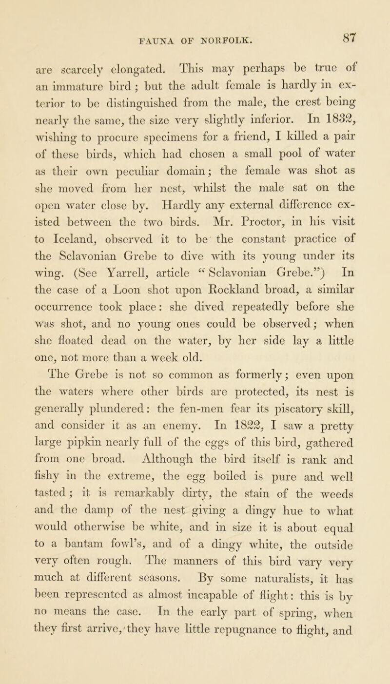 are scarcely elongated. This may perhaps be true of an immature bird ; but the adult female is hardly in ex- terior to be distinguished from the male, the crest being nearly the same, the size very slightly inferior. In 1832, wishing to procure specimens for a friend, I killed a pair of these birds, which had chosen a small pool of water as their own peculiar domain; the female was shot as she moved from her nest, whilst the male sat on the open water close by. Hardly any external difference ex- isted between the two birds. Mr. Proctor, in his visit to Iceland, observed it to be the constant practice of the Sclavonian Grebe to dive with its young under its wing. (See Yarrell, article “ Sclavonian Grebe.”) In the case of a Loon shot upon Bocklancl broad, a similar occurrence took place: she dived repeatedly before she was shot, and no young ones could be observed; when she floated dead on the water, by her side lay a little one, not more than a week old. The Grebe is not so common as formerly; even upon the waters where other birds are protected, its nest is generally plundered: the fen-men fear its piscatory skill, and consider it as an enemy. In 1822, I saw a pretty large pipkin nearly full of the eggs of this bird, gathered from one broad. Although the bird itself is rank and fishy in the extreme, the egg boiled is pure and well tasted; it is remarkably dirty, the stain of the weeds and the damp of the nest giving a dingy hue to what would otherwise be white, and in size it is about equal to a bantam fowl’s, and of a dingy white, the outside very often rough. The manners of this bird vary very much at different seasons. By some naturalists, it has been represented as almost incapable of flight: this is bv no means the case. In the early part of spring, when they first arrive,'they have little repugnance to flight, and