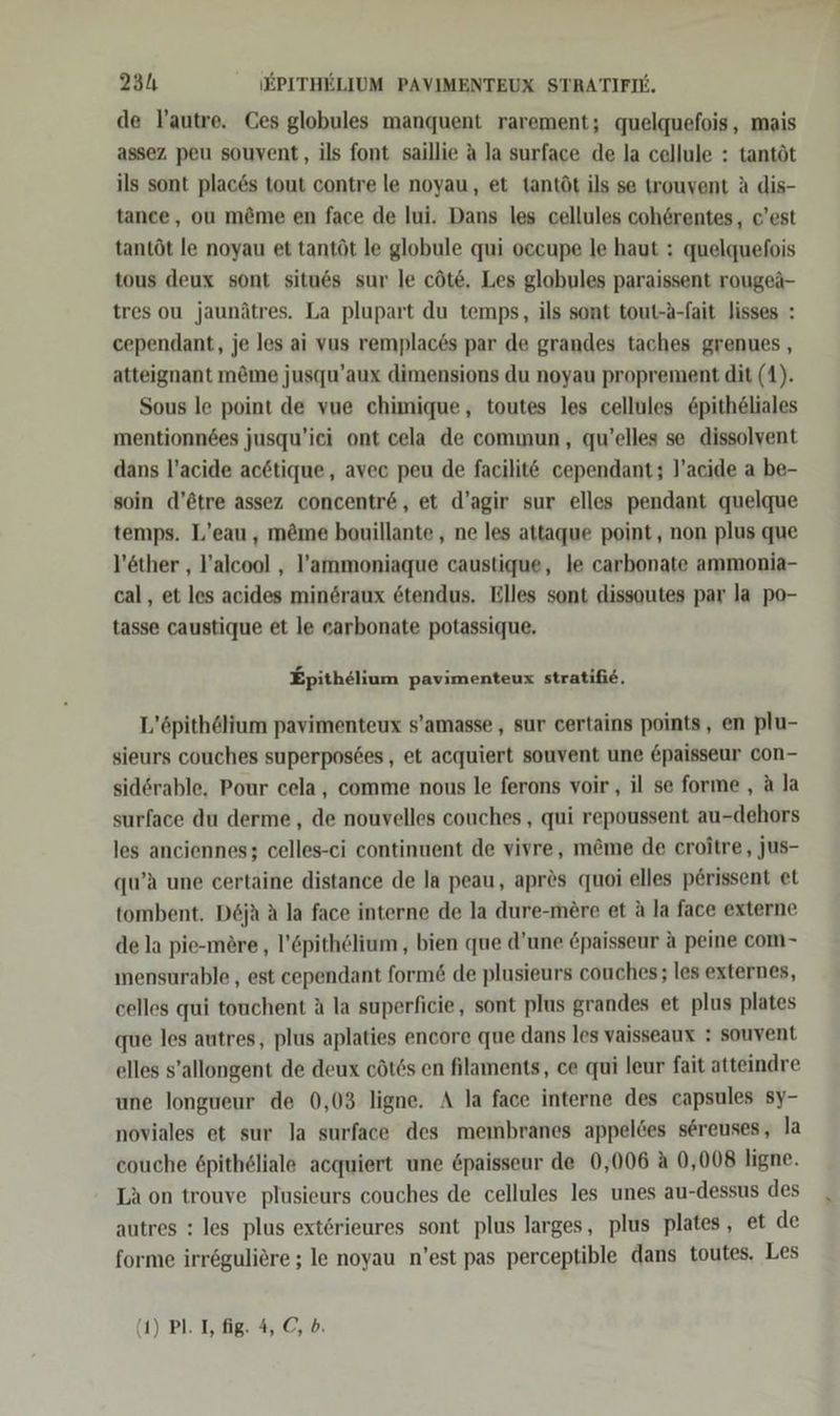 de lautre. Ces globules manquent rarement; quelquefois, mais assez peu souvent, ils font saillie A la surface de la cellule : tantöt ils sont plac6&amp;s tout contre le noyau, et tantöt ils se trouvent A dis- tance, ou möme en face de lui. Dans les cellules coh6örentes, c’est tantöt le noyau et tantöt le globule qui occupe le haut : quelquefois tous deux sont situes sur le cöte. Les globules paraissent rougeä- tres ou jaunätres. La plupart du temps, ils sont tout-A-fait lisses : cependant, je les ai vus remplac6s par de grandes taches grenues , atteignant m&amp;me jusqu’aux dimensions du noyau proprement dit (1). Sous le point de vue chimique, toutes les cellules &amp;pitheliales mentionnees jusqu’ici ont cela de commun, qu’elles se dissolvent dans l’acide acetique, avec peu de facilit&amp; cependant; l’acide a be- soin d’etre assez concentre, et d’agir sur elles pendant quelque temps. L’eau , möme bouillante , ne les attaque point, non plus que l’öther , l’alcool , l’ammoniaque caustique, le carbonate ammonia- cal, et les acides minsraux 6tendus. Elles sont dissoutes par la po- tasse caustique et le earbonate potassique, Epithelium pavimenteux stratifie. L’öpithölium pavimenteux s’amasse , sur certains points, en plu- sieurs couches superpos6es , et acquiert souvent une &amp;paisseur con- sidörable, Pour cela , comme nous le ferons voir , il se forme , a la surface du derme, de nouvelles couches , qui repoussent au-dehors les anciennes; celles-ci continuent de vivre, m&amp;me de croitre, jus- qu’A une certaine distance de la peau, apres quoi elles p£rissent et tombent. D6jä A la face interne de la dure-mere et A la face externe de la pie-möre,, l’6pithölium , bien que d’une Epaisseur a peine com- nensurable , est cependant form&amp; de plusieurs couches; les externes, celles qui tonchent A la superficie, sont plus grandes et plus plates que les autres, plus aplaties encore que dans les vaisseaux : souvent elles s’allongent de deux cöt6s en filaments, ce qui leur fait atteindre une longueur de 0,03 ligne. A la face interne des capsules sy- noviales et sur la surface des membranes appeldes sereuses, la couche öpitheliale acquiert une &amp;paisseur de 0,006 A 0,008 ligne. La on trouve plusieurs couches de cellules les unes au-dessus des autres : les plus ext6rieures sont plus larges, plus plates, et de forme irröguliere ; le noyau n’est pas perceptible dans toutes. Les (1) Pl. 1, fig. 4, C, b.