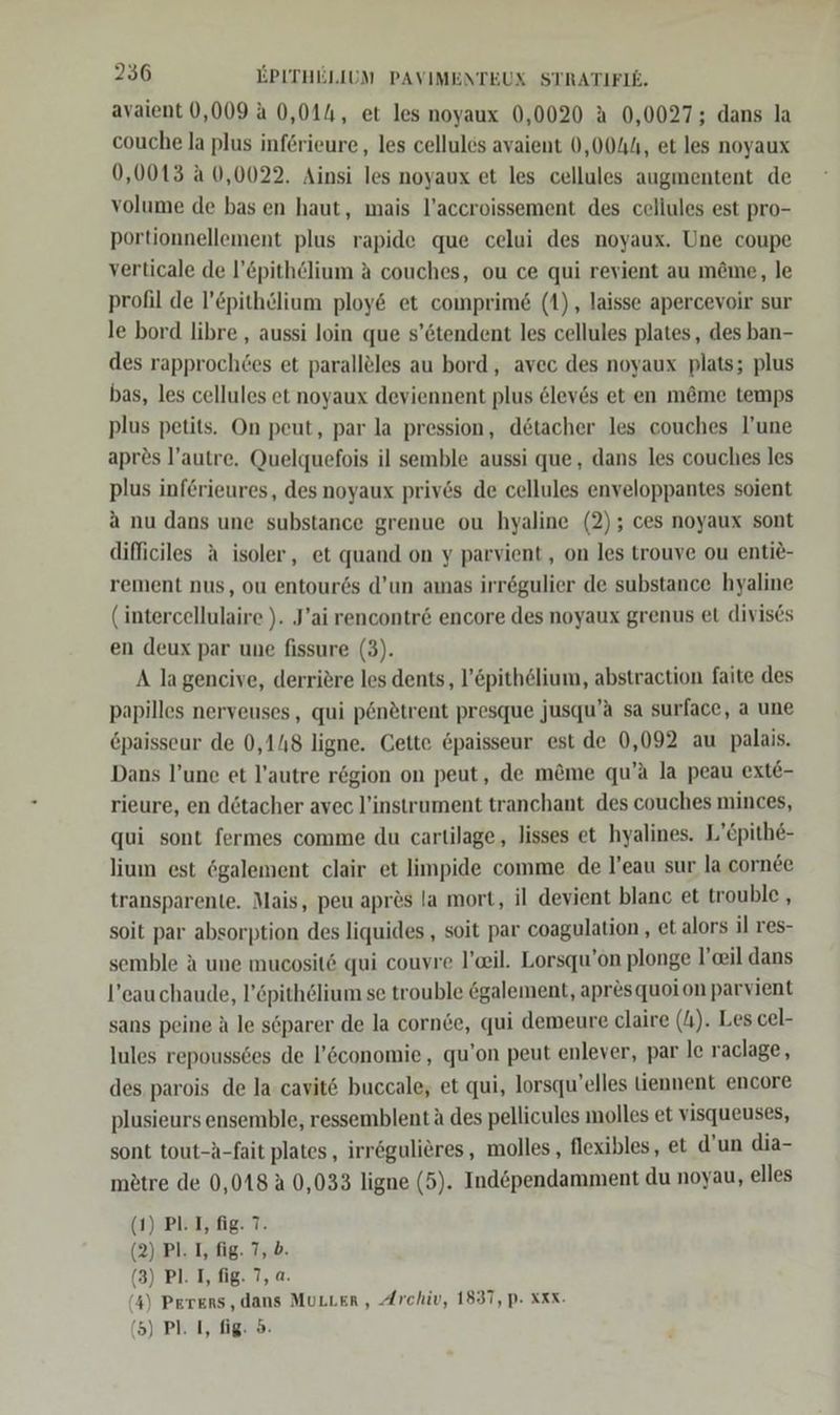 avaient 0,009 a 0,014, et les noyaux 0,0020 A 0,0027; dans la couche la plus inf6rieure , les cellules avaient 0,0044, et les noyaux 0,0013 A 0,0022. Ainsi les noyaux et les cellules augmentent de volume de bas en haut, mais l’accroissement des celiules est pro- portionnellement plus rapide que celui des noyaux. Une coupe verticale de l’&amp;pithelium a couches, ou ce qui revient au möme, le profil de l’£pithölium ploy&amp; et comprim&amp; (1), laisse apercevoir sur le bord libre , aussi loin que s’&amp;tendent les cellules plates, des ban- des rapprochtes et parallöles au bord, avec des noyaux plats; plus bas, les cellules et noyaux deviennent plus &amp;leves et en m&amp;me temps plus petits. On peut, par la pression, detacher les couches l’une apres l’autre. Quelquefois il semble aussi que, dans les couches les plus inf6rieures, des noyaux privös de cellules enveloppantes soient a nu dans une substance grenue ou hyaline (2); ces noyaux sont difficiles a isoler, et quand on y parvient,, on les trouve ou entie- rement nus, ou entoures d’un amas irrögulier de substance hyaline (intercellulaire ). J’ai rencontr&amp; encore des noyaux grenus et divises en deux par une fissure (3). A lagencive, derriere les dents, l’&amp;pithelium, abstraction faite des papilles nerveuses, qui p@nötrent presque jusqu’a sa surface, a une epaisseur de 0,148 ligne. Cette &amp;paisseur est de 0,092 au palais. Dans l’une et l’autre region on peut, de m&amp;me qu’ä la peau ext&amp;- rieure, en dötacher avec l’instrument tranchant des couches minces, qui sont fermes comme du cartilage,, lisses et hyalines. L’öpithe- lium est ögalement clair et limpide comme de l’eau sur la cornee transparente. Mais, peu aprös la mort, il devient blanc et trouble , soit par absorption des liquides , soit par coagulation , et alors il res- semble A une mucosit6 qui couvre l’eil. Lorsqu’on plonge l’eil dans l’eauchaude, l’öpithelium se trouble galement, apr&amp;squoion parvient sans peine A le söparer de la cornde, qui demeure claire (1). Les cel- Iules repouss6es de l’&amp;conomie, qu’on peut enlever, par le raclage, des parois de la cavit&amp; buccale, et qui, lorsqu’elles liennent encore plusieurs ensemble, ressemblent ä des pellicules molles et visqueuses, sont tout-A-fait plates, irrögulieres, molles, flexibles, et d’un dia- mötre de 0,018 &amp; 0,033 ligne (5). Ind&amp;pendamment du noyau, elles (1) PL I, fig. 7. (2). Pl. I, fig. 7, b. (3) P. I, fig. 7, a. (4) Perers, dans MuLLer , Archiv, 1837, p. XRX.
