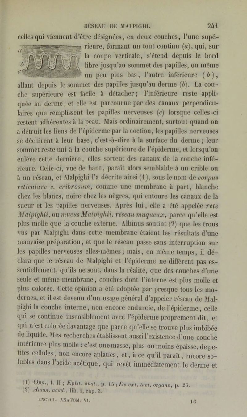 celles qui viennent d’&amp;tre dösigndes, en deux couches, l’une sup6- rieure, formant un tout continu (a), qui, sur - la coupe verticale, s’6tend depuis le bord libre jusqu’au sommet des papilles, ou m&amp;me  un peu plus bas, l’autre inferieure (5b), allant depuis le sommet des papilles jusqu’au derme (b). La cou- che sup6rieure est facile A detacher; l’inf6rieure reste appli- que au derme, et elle est parcourue par des canaux perpendicu- laires que remplissent les papilles nerveuses (c) lorsque celles-ci restent adhörentes A la peau. Mais ordinairement, surtout quand on a dötruit les liens de l’Cpiderme par la coction, les papilles nerveuses se döchirent A leur base, c’est-ä-dire a la surface du derme; leur sommet reste uni A la couche superieure de l’piderme, et lorsqu’on enleve cette derniere, elles sortent des canaux de la couche infe- rieure. Gelle-ci, vue de haut, parait alors semblable A un crible ou a un röseau, et Malpighi l’a decrite ainsi (1), sous le nom de corpus retieulare s. eribrosum, comme une membrane A part, blanche chez les blancs, noire chez les negres, qui entoure les canaux de la sueur et les papilles nerveuses. Apres lui, elle a &amp;t&amp; appelde rete Malpighü, ou mucus Malpighü, reseau mugqueux, parce qu'elle est plus molle que la couche externe. Albinus soutint (2) que les trous vus par Malpighi dans cette membrane £taient les r6sultats d’une mmauyaise preparation, et que le r&amp;scau passe sans interruption sur les papilles nerveuses elles-m&amp;mes ; mais, en m&amp;me temps, il de- clara que le r&amp;seau de Malpighi et l’Cpiderme ne different pas es- sentiellement, qu’ils ne sont, dans la r&amp;alit&amp;, que des couches d’une seule et m&amp;me membrane, couches dont l’interne est plus molle et plus colorde. Cette opinion a &amp;t€ adoptse par presque tous les mo- dernes, et il est devenu d’un usage general d’appeler r&amp;seau de Mal- pighi la couche interne, non encore endurcie, de l’&amp;piderme, celle qui se continue insensiblement avec l’&amp;piderme proprement dit, et qui n'est colorde davantage que parce qu’elle se trouve plus imbib6e de liquide. Mes recherches 6tablissent aussi l’existence d’une couche int@rieure plus molle : c’est une masse, plus ou moins &amp;paisse, de pe- tites cellules, non encore aplaties, et, ace qu’il parait, encore so- lubles dans l’acide acetique, qui rev&amp;t immediatement le derme et   (1) Opp., 1. II; Zpist. anat., p. 15; De ext, tact. organo, p. 26. (2) Annot. acad., lib. T, cap. 3. ENCYCL. ANATOM, VI, 16