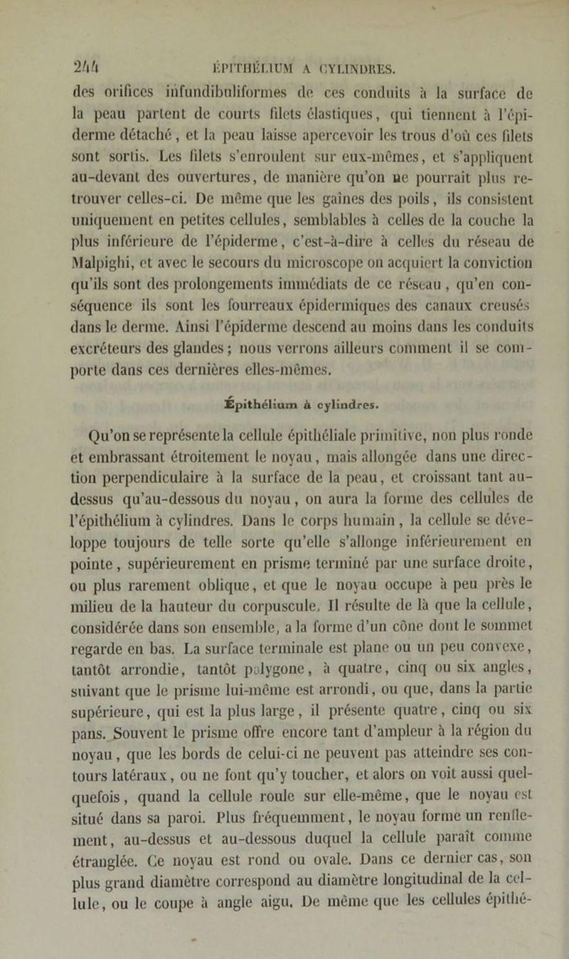 des orifices infundibuliformes de ces conduits a la surface de la peau partent de courts filets &amp;lastiques, qui tiennent A l’Cpi- derme detach6 , et la peau laisse apercevoir les trous d’oü ces filets sont sortis. Les filets s’enroulent sur eux-mömes, et s’appliquent au-devant des ouvertures, de maniere qu’on ne pourrait plus re- trouver celles-ci. De m&amp;me que les gaines des poils, ils consistent uniquement en petites cellules, semblables A celles de la couche la plus inferieure de l’öpiderme, c’est-ä-dire A celles du r&amp;seau de Malpighi, et avec le secours du mieroscope on acquiert la conviction qu’ils sont des prolongements immediats de ce reseau, qu’en con- sequence ils sont les fourreaux &amp;pidermiques des canaux creus6s dans le derme. Ainsi l’&amp;piderme descend au moins dans les conduits excröteurs des glandes; nous verrons ailleurs comment il se com- porte dans ces dernieres elles-m@mes. Epithelium &amp; eylindres. Qu’on se reprösentela cellule &amp;pithöliale primitive, non plus ronde et embrassant &amp;troitement le noyau, mais allong&amp;e dans une direc- tion perpendiculaire a la surface de la peau, et croissant tant au- dessus qu’au-dessous du noyau, on aura la forme des cellules de l’epithölium A cylindres. Dans le corps humain, Ja cellule se d&amp;ve- loppe toujours de telle sorte qu’elle s’allonge inferieurement en pointe,, sup6rieurement en prisme termine par une surface droite, ou plus rarement oblique, et que le noyau occupe A peu pres le milieu de la hauteur du corpuscule, Il r&amp;sulte de la que la cellule, consider6e dans son ensemble, ala forme d’un cöne dont le sommet regarde en bas. La surface terminale est plane ou un peu convexe, tantöt arrondie, tantöt polygone, A quatre, cing ou six angles, suivant que le prisme lui-m@me est arrondi, ou que, dans la partie sup6rieure, qui est la plus large, il pr&amp;sente quatre, cing ou six pans. Souvent le prisme offre encore tant d’ampleur A la r&amp;gion du noyau, que les bords de celui-ci ne peuvent pas atteindre ses con- tours latöraux , ou ne font qu’y toucher, et alors on voit aussi quel- quefois, quand la cellule roule sur elle-m&amp;me, que le noyau est situ6 dans sa paroi. Plus fr&amp;quemment, le noyau forme un renile- ment, au-dessus et au-dessous duquel la cellule parait comme 6tranglöe. Ce moyau est rond ou ovale. Dans ce dernier cas, son plus grand diametre correspond au diametre longitudinal de la cel- lule, ou le coupe ä angle aigu, De me&amp;me que les cellules £pithe-