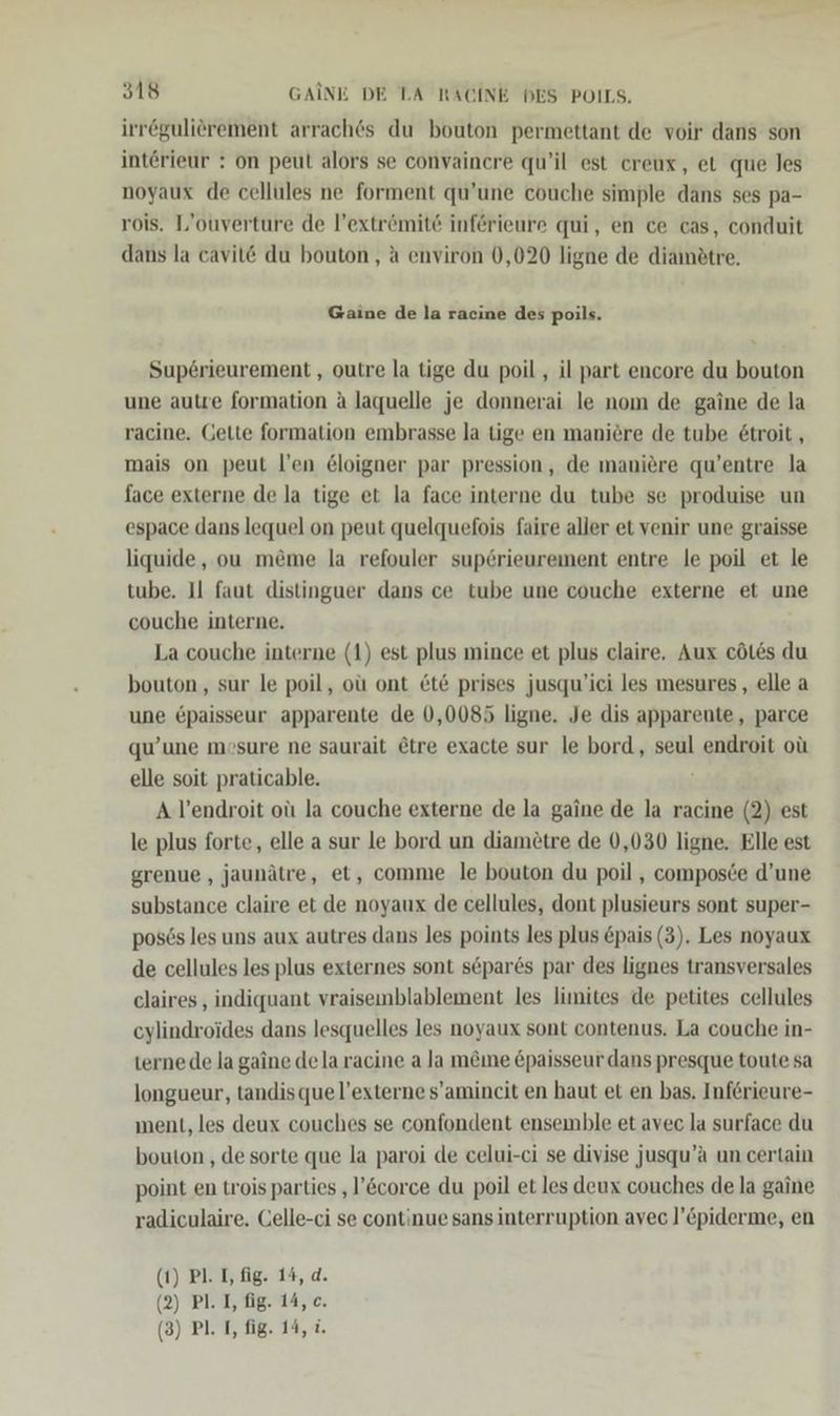 irrögulierement arrach6s du bouton permettant de voir dans son interieur : on peut alors se convainere qu’il est creux, et que les noyaux de cellules ne forment qu’une couche simple dans ses pa- rois. L’ouverture de l’extrömite inferieure qui, en ce cas, conduit dans la cavit€ du bouton,, a environ 0,020 ligne de diamßtre. Gaine de la racine des poils. Sup6rieurement , outre la tige du poil , il part encore du bouton une autre formation A laquelle je donnerai le nom de gaine de la racine. Gette formation embrasse la tige en maniere de tube 6troit, mais on peut l’en &amp;loigner par pression, de maniere qu’entre la face externe de la tige et la face interne du tube se produise un espace dans lequel on peut quelquefois faire aller et venir une graisse liquide, ou m&amp;me la refouler superieurement entre le poil et le tube. Il faut distinguer dans ce tube une couche externe et une couche interne. La couche interne (1) est plus mince et plus claire. Aux cöles du bouton,, sur le poil, oü ont &amp;t&amp; prises jusqu’ici les mesures,, elle a une £paisseur apparente de 0,0085 ligne. Je dis apparente, parce qu’une mosure ne saurait Etre exacte sur le bord, seul endroit oü elle soit praticable. A l’endroit oüı la couche externe de la gaine de la racine (2) est le plus forte, elle a sur le bord un diametre de 0,030 ligne. Elle est grenue , jaunätre, et, comme le bouton du poil , composce d’une substance claire et de noyaux de cellules, dont plusieurs sont super- pos6s les uns aux autres dans les points les plus pais (3). Les noyaux de cellules les plus externes sont separes par des lignes transversales claires , indiquant vraiseımblablement les limites de petites cellules cylindroides dans lesquelles les noyaux sont contenus. La couche in- terne de la gaine dela racine a la m&amp;ıne Epaisseur dans presque toute sa longueur, tandisquel’externe s’amincit en haut et en bas. Inferieure- ment, les deux couches se confondent ensemble et avec la surface du bouton , de sorte que la paroi de celui-ci se divise jusqu’a un certain point en trois parties ‚’&amp;corce du poil et les deux couches de la gaine radiculaire. Celle-ci se continue sans interruption avec l’&amp;piderme, en (1) PL. T, fig. 14, d. (2) Pl. I, fig. 14, c.