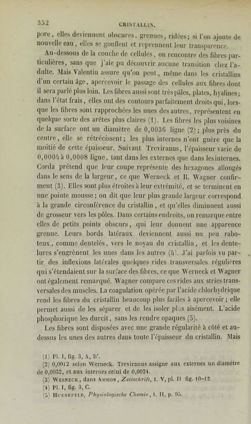 pore, elles deviennent obscures, grenues, ridses; si l’on ajoute de nouvelle eau, elles se gonflent et reprennent leur transparence. Au-dessous de la couche de cellules, on rencontre des fibres par- ticulieres, sans que j'aie pu d6couvrir aucune transition chez l’a- dulte. Mais Valentin assure qu’on peut, m@me dans les cristallins d’un certain äge, apercevoir le passage des cellules aux fibres dont il sera parl&amp; plus loin. Les fbres aussi sont tröspäles, plates, hyalines; dans ]’6tat frais, elles ont des contours parfaitement droits qui, lors- que les fibres sont rapprochees les unes des autres, reprösentent en quelque sorte des arötes plus claires (1). Les fibres les plus voisines de la surface ont un diamötre de 0,0036 ligne (2); plus pres du centre, elle se retrecissent; les plus internes n’ont guere que la moiti6 de cette &amp;paisseur. Suivant Treviranus, l’Cpaisseur varie de 0,0004 0,0008 ligne, tant dans les externes que dans lesinternes. Corda pretend que leur coupe repr6sente des hexagones allonges dans le sens de la largeur, ce que Werneck et R. Wagner confir- ment (3). Elles sont plus &amp;troites a leur extrömite, et se terminent en une pointe mousse ; on dit que leur plus grande largeur correspond a la grande circonference du cristallin , et qu’elles diminuent aussi de grosseur vers les pöles. Dans certains endroits, on remarque entre elles de petits points obscurs, ‚qui leur donnent une apparence grenue. Leurs bords latöraux deviennent aussi un peu rabo- teux, comme denteles, vers le noyau du cristallin, et les dente- lures s’engrenent les unes dans les autres (A). J’ai parfois vu par- tir des inflexions latCrales quelques rides transversales röguliöres qui s’etendaient sur la surface des fibres, ce que Werneck et Wagner ont ögalement remarque. Wagner compare ces rides aux stries trans- versales des muscles. La coagulation op6r6e par l’acide chlorhydrique rend les fibres du cristallin beaucoup plus faciles a apercevoir ; elle permet aussi de les söparer et de les isoler plus aisement. L’acide phosphorique les durcit, sans les rendre opaques (5). Les fibres sont disposces avec une grande regularit&amp; A cöte et au- dessus les unes des autres dans toute l’Cpaisseur du cristallin. Mais (1) PT, fig. 3, A, B. (2) 0,0012 selon Werneck. Treviranus assigne aux externes un diametre de 0,0032, et aux internes celui de 0,0024. (3) WERNEcK, dans Ammon, Zeitschrift, t. V, pl. Il fig. 10-12. (4) PI: I, fig. 3, C.