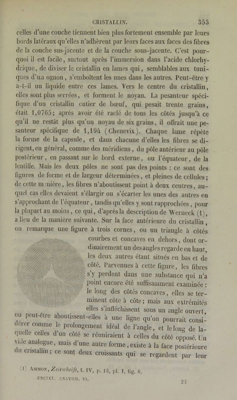 celles d’une couche tiennent bien plus fortement ensemble par leurs bords lateraux qu’elles n’adherent par leurs faces aux faces des fihres de la couche sus-jacente et de la couche sous-jacente. Cest pour- quoi il est facile, surtout apr&amp;s l’immersion dans l’acide chlorhy- drique, de diviser le cristallin en James qui, semblables aux tuni- ques d’un ognon , s’emboitent les unes dans les autres. Peut-Etre y a-t-il un liquide entre ces lames. Vers le centre du eristallin , elles sont plus serr&amp;es, et forment le noyau. La pesanteur speci- fique d’un cristallin enter de beuf, qui pesait trente grains, etait 1,0765; apres avoir &amp;t&amp; racl&amp; de tous les cöt6s jusqu’a ce qu'il ne restät plus qu’un noyau de six grains, il oflrait une pe- santeur sp£cilique de 1,194 (Chenevix). Chaque lame re&amp;pete la forme de la capsule, et dans chacune d’elles les fibres se di- rigent, en general, comme des m£ridiens , du pöle anterieur au pöle postörieur, en passant sur le bord externe, ou l’&amp;quateur, de la lentille. Mais les deux pöles ne sont pas des points : ce sont des figures de forme et de largeur determindes, et pleines de cellules ; de cette mıniere,, les fibres n’aboutissent point A deux centres, au- quel cas elles devaient s’&amp;largir ou s’&amp;carter les unes des autres en s’approchant de l’&amp;quateur , tandis qu’elles y sont rapprochees , pour la plupart au moins , ce qui, d’apr&amp;sla description de Werneck (1), alieu de la maniere suivante. Sur la face antörieure du cristallin ; on remarque une figure A trois cornes, ou un triangle A cötes a courbes et concaves en dehors , dont or- I NIT, dinairement un desanglesregarde en haut, I 7, les deux autres &amp;tant situes en bas et de  >. cöld. Parvenues A cette figure, les fihres s’y perdent dans une substance qui n’a point encore &amp;t&amp; suffisamment examinde : le long des cötts concaves, elles se ter- minent cöte A cöte; mais aux extrömitds elles s’inflöchissent sous un angle ouvert, ou peut-Etre aboutissent-elles A une ligne qu’on pourrait consi- d£rer comme le prolongement id&amp;al de Vangle, et lelong de la- quelle celles d’un cöt&amp; se r&amp;uniraient A celles du cöt&amp; oppose. Un vie analogue, mais d’une autre forme ‚existe A la face posterieure du ceristallin ; ce sont deux croissants qui se regardent par leur I) Ammon, Zeitschrift, t. IV, p. 13, pl. T, fig. 8. ENCYCL. ANATOM. v1. 2