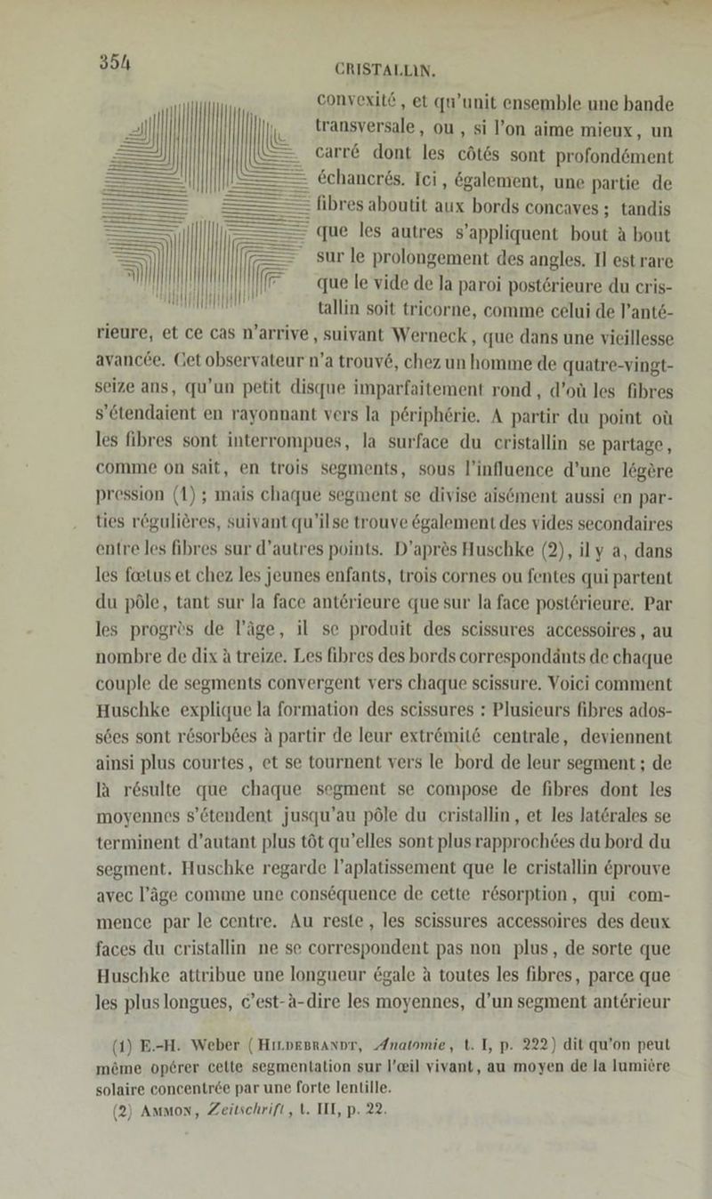 convexitö , et qu’unit ensemble une bande     transversale, ou, si l’on aime mieux, un carr&amp; dont les cöt&amp;s sont profondöment €chaneres. Ici, &amp;galement, une partie de : fibres aboutit aux bords concaves ; tandis que les autres s’appliquent bout A bout sur le prolongement des angles. I] estrare que le vide de la paroi postörieure du cris- tallin soit tricorne, comme celui de l’ant6- rieure, et ce cas n’arrive , suivant Werneck , que dans une vieillesse avanc£e. Get observateur n’a trouv&amp;, chez un homme de quatre-vingt- seize ans, qu’un petit disque imparfaitement rond , d’oü les fibres s’Ctendaient en rayonnant vers la p6riphörie. A partir du point oü les fibres sont interrompues, la surface du cristallin se partage , comme on sait, en trois segments, sous l’influence d’une legere pression (1) ; mais chaque segment se divise aisement aussi en par- ties rögulieres, suivant qu’ilse trouve &amp;galement des vides secondaires entre les fihres sur d’autres points. D’apres Huschke (2), ily a, dans les foetus et chez les jeunes enfants, trois cornes ou fentes qui partent du pöle, tant sur la face anterieure que sur la face posterieure. Par les progrös de läge, il se produit des scissures accessoires, au nombre de dix ä treize. Les fihres des bords correspondänts de chaque couple de segments convergent vers chaque scissure. Voici comment Huschke explique la formation des scissures ; Plusieurs fibres ados- s6es sont rösorb6es A partir de leur extr@mit&amp; centrale, deviennent ainsi plus courtes, et se tournent vers le bord de leur segment; de la r6sulte que chaque segment se compose de fibres dont les moyennes s’etendent jusqu’au pöle du cristallin, et les lat6rales se terminent d’autant plus töt qu’elles sont plus rapprochees du bord du segment. Huschke regarde l’aplatissement que le cristallin &amp;prouve avec läge comme une consequence de cette r&amp;sorption, qui com- mence par le centre. Au reste,, les scissures accessoires des deux faces du cristallin ne se correspondent pas non plus, de sorte que Huschke attribue une longueur &amp;gale A toutes les fibres, parce que les plus longues, c’est-a-dire les moyennes, d’un segment anterieur      1 “ll In ! In l  (1) E.-H. Weber (Hır.pegrannr, Anatomie, t. I, p. 222) dit qu’on peut möme operer cette segmentation sur l’eil vivant, au moyen de la lumiere solaire concentr&amp;e par une forte lentille.