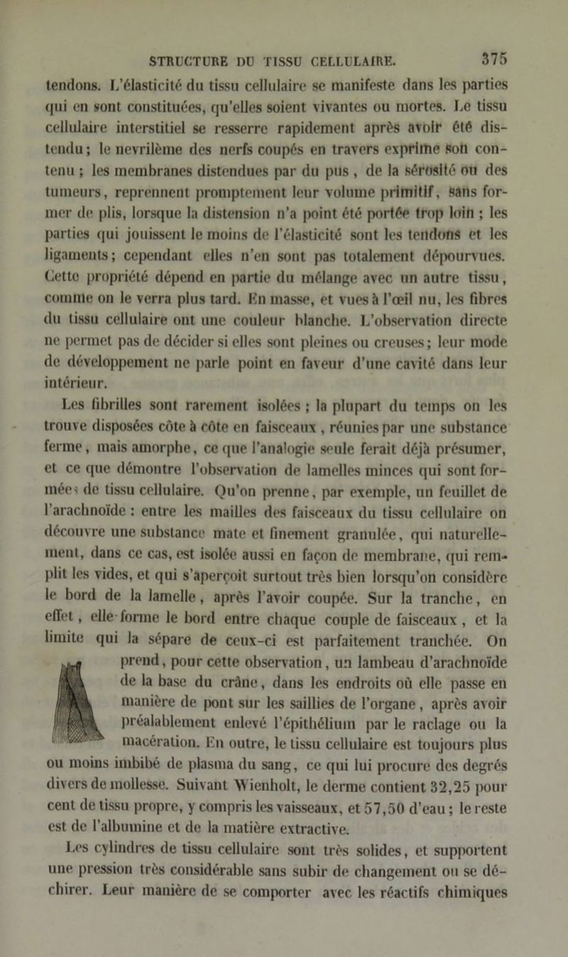 tendons. L’Elasticit&amp; du tissu cellulaire se manifeste dans les parties qui en sont constitudes, qu’elles soient vivantes ou mortes. Le tissu cellulaire interstitiel se resserre rapidement apres avolr &amp;t6&amp; dis- tendu; le nevrileme des nerfs coup6s en travers exprime Koll con- tenu ; les membranes distendues par du pus , de la serösit&amp; ou des tumeurs, reprennent promptement leur volume primitif, Sans for- ner de plis, lorsque la distension n’a point &amp;t&amp; port&amp;e trop loin ; les parties qui jouissent le moins de l’Clastieitö sont les tendons et les ligaments; cependant elles n’en sont pas totalement d&amp;pourvues. Cette propriete depend en partie du mölange avec un autre tissu, comme on le verra plus tard. En masse, et vues A l’ceil nu, les fibres du tissu cellulaire ont une couleur hlanche. L’observation directe ne permet pas de decider si elles sont pleines ou creuses; leur mode de döveloppement ne parle point en faveur d’une cavitö dans leur intörieur. Les fibrilles sont rarement isolöes ; la plupart du temps on les trouve disposdes cöte A cöte en faisceaux , röunies par une substance ferme,, mais amorphe, ce que l’analogie seule ferait d6ja prösumer, et ce que d&amp;montre l’observation de lamelles minces qui sont for- mees de tissu cellulaire. Qu’on prenne, par exemple, un feuillet de l’arachnoide : entre les mailles des faisceaux du tissu cellulaire on d&amp;couvre une substance mate et finement granulde, qui naturelle- ment, dans ce cas, est isol6e aussi en facon de membrane, qui rem- plit les vides, et qui s’apergoit surtout tres bien lorsqu’on considöre le bord de la lamelle, apres l’avoir coup6e. Sur la tranche, en elfet , elle-forme le bord entre chaque couple de faisceaux , et la limite qui la separe de ceux-ei est parfaitement tranch6e. On prend, pour cette observation, un lambeau d’arachnoide de la base du cräne, dans les endroits oü elle passe en maniere de pont sur les saillies de l’organe , apres avoir pr&amp;alablement enleve l’&amp;pithölium par le raclage ou la mac£ration. En outre, le tissu cellulaire est toujours plus ou moins imbibe de plasma du sang, ce qui lui procure des degrös divers de mollesse. Suivant Wienholt, le derme contient 32,25 pour cent de tissu propre, y compris les vaisseaux, et 57,50 d’eau ; lereste est de l’albumine et de la matiere extractive. Les cylindres de tissu cellulaire sont tr&amp;s solides, et supportent une pression tr&amp;s considerable sans subir de changement ou se d6- chirer. Leur maniere de se comporter avec les r&amp;actifs chimiques 