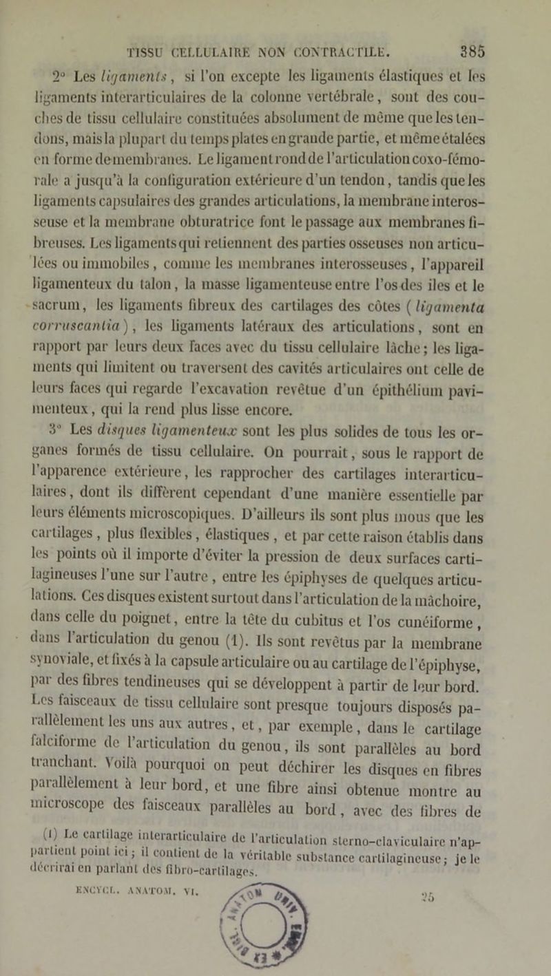 9° Les ligaments, si l’on excepte les ligamenis &amp;lastiques et les ligaments interarticulaires de la colonne vertebrale, sont des cou- ches de tissu cellulaire constituges absolument de m&amp;me que les ten- dons, maisla plupart du temps plates en grande partie, et m@me etaldes en forme demembranes. Le ligamentrondde l’articulation coxo-[&amp;mo- rale a jusqu’a la configuration exterieure d’un tendon, tandis que les ligaments capsulaires des grandes articulations, la membräne interos- seuse et Ja membrane obturatrice font le passage aux membranes fi- breuses. Les ligaments qui retiennent des parties osseuses non articu- ces ou immobiles , comme les membranes interosseuses, l’appareil ligamenteux du talon, la masse ligamenteuse entre l’os.des iles et le -sacrum, les ligaments fibreux des cartilages des cötes ( ligamenta corruscanlia), les ligaments lateraux des articulations, sont en rapport par leurs deux faces avec du tissu cellulaire läche ; les liga- ments qui limitent ou traversent des cavites articulaires ont celle de leurs faces qui regarde l’excavation rey&amp;tue d’un &amp;pithelium pavi- menteux, qui la rend plus lisse encore, 3° Les disques ligamenteux sont les plus solides de tous les or- ganes forınds de tissu cellulaire. On pourrait , sous le rapport de l’apparence exterieure, les rapprocher des cartilages interarticu- laires, dont ils different cependant d’une maniöre essentielle par leurs el&amp;ments microscopiques. D’ailleurs ils sont plus nous que les cartilages , plus flexibles , &amp;lastiques , et par cette raison &amp;tablis dans les points oü il importe d’6viter la pression de deux surfaces carti- lagineuses l’une sur l’autre , entre les Cpiphyses de quelques articu- lations. Ces disques existent surtout dans l’articulation de la mächoire, dans celle du poignet, entre la tete du cubitus et l’os cun&amp;iforme , dans Varticulation du genou (1). Ils sont revetus par la membrane synovjale, et fix6s A la capsule articulaire ou au cartilage de l’&amp;piphyse, par des fibres tendineuses qui se d@veloppent A partir de leur bord. Les faisceaux de tissu cellulaire sont presque toujours disposös pa- rallölement les uns aux autres ‚et, par exemple, dans le cartilage falciforme de Varticulation du genou, ils sont paralleles au bord tranchant. Voilä pourquoi on peut dechirer les disques en fibres parallelement &amp; leur bord, et une fibre ainsi obtenue montre au microscope des faisceaux paralleles au bord,, avec des fibres de (1) Le cartilage interarticulaire de Varlieulation sterno-elaviculaire n'’ap- parlient point ici; il contient de la veritable substance carlilagineuse; jele deerirai en parlant des fibro-cartilages. ENCYOL, ANATOM, VI, 