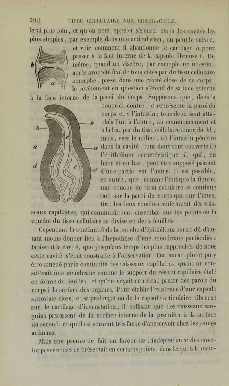 lerai plus loin, et qu’on peut appeler sereuse. Dans les cavitös les plus simples , par exemple dans une articulation, on peutle suivre, et voir comment il abandonne le cartilage a pour passer a la face interne de la capsule fibreuse b. De möme, quand un viscöre, par exemple un intestin , apr?s avoir &amp;t6 fix&amp; de tous cötds par du tissu cellulaire amorphe, passe dans une cavit&amp; close de ce corps , le revötement en question s’etend de sa face externe a la face interne de la paroi du corps. Supposons que, dans la coupe ci-contre , a reprösente la paroi du corps et c lintestin; tous deux sont atta- ch6s l’un A l’autre, au commencement et ala fin, par du tissu cellulaire amorphe bb; mais, vers le milieu , ot l'intestin p6nötre dans la cavit&amp; , tous deux sont couverts de l’öpithelium caracteristique d, qui, en haut et en bas , peut ©tre suppose passant d’une partie sur l’autre. Il est possible, en outre, que , comme l’indique la figure, une couche de tissu cellulaire se continue tant sur la paroi du corps que sur l’intes- tin; les deux couches renferment des vais- scaux capillaires, qui communiquent ensemble sur les points ol la couche du tissu cellulaire se divise en deux feuillets. Cependant la continuite de la couche d’Cpithelium aurait dü d’au- tant moins donner lieu a P’hypothöse d’une meinbrane particuliere tapissant la cavitd, que jusqu’aux temps les plus rapproches de nous cette cavit6 s’&amp;tait soustraite A l’observation. On aurait plutöt pu y ötre amen&amp; parla continuite des vaisseaux capillaires, quand on con- sid6rait une membrane comme le support du röseau capillaire Ctale en forme de feuilles, et qu’on voyait ce röseau passer des parois du corps A la surface des organes. Pour &amp;tablir existence d’une capsule synoviale close, et sa prolengation de la capsule articulaire fibreuse sur le cartilage d’inerustation, il suffisait que des vaisseaux san- guins passassent de la surface interne de la premiere A la surface du second, ce qu’ilest souvent trösfacile d’apercevoir chez les jeunes animaux. g Mais une preuve de fait en faveur de l’independance des enve- loppessöreuses se presentait en cerlains points, danslesquels la mem-  