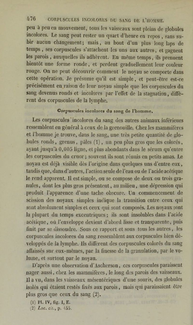 h76 CGORPLSCULES INCOLORES DU SANG DE L’HOMME. peu &amp; peuen mouvement, tous les vaisscaux sont pleins de globules incolores. Le sang peut rester un quart d’heure en repos , sans su- bir aucun chängement; mais, au bout d’un plus long laps de temps , ses corpuscules s’attachent les uns aux autres, et gagnent les parois , auxquelles ils adherent. En m&amp;me temps, ils prennent bientöt une forme ronde, et perdent graduellement leur couleur rouge. On ne peut decouvrir comment le noyau se comporte dans cette op6ration. Je presume qu’il est simple, et peut-&amp;tre est-ce precisöment en raison de leur noyau simple que les corpuscules du sang devenus ronds et incolores par l'effet de la stagnation, diffe- rent des corpuscules de la Iymphe., Corpuscules incolores du sang de l’'homme, Les corpuscules incolores du sang des autres animaux inferieurs ressemblent en gen£ral a ceux de la grenouille. Chez les mammiferes et I’'homme je trouve, dans le sang, une tr&amp;s petite quantit&amp; de glo- bules ronds, grenus, päles (4), un peu plus gros que les color6s , ayant jusqu’a 0,005 ligne, et plus abondants dans le serum qu'entre les corpuscules du cruor ; souvent ils sont r&amp;unis en petits amas. Le noyau est d6ja visible des l’origine dans quelques uns d’entre eux, tandis que, dans d’autres, l’action seule de l’eau ou de l’acide acetique le rend apparent, Il est simple, ou se compose de deux ou trois gra- nules, dont les plus gros pr&amp;sentent,, au milieu, une d@pression qui produit l’apparence d’une tache obscure. Un commencement de scission des noyaux simples indique la transition entre ceux qui sont absolument siinples et ceux qui sont compos6s. Les noyaux sont la plupart du temps excentriques ; ils sont insolubles dans l’acide acctique, ou l’enveloppe devient d’abord lisse et transparente, puis finit par se dissoudre, Sous ce rapport et sous tous les autres,, les corpuscules incolores du sang ressemblent aux corpuscules bien d6- veloppes de la lymphe. Ils different des corpuscules color6s du sang allaiss6s sur eux-m&amp;mes, par la finesse de la granulation, par le vo- Jume, et surtout par le noyau. D’apr&amp;s une observation d’Ascherson, ces corpuscules paraissent nager aussi, chez les mammiferes, le long des parois des vaisseaux. ll a vu, dans les vaisseaux mösenteriques d’une souris, des globules isolös qui &amp;taient rest6s fix6s aux parois, mais qui paraissaient Eire plus gros que ceux du sang (2). (1) Pl. IV, fig. I, E. (2) Zoe. cit., p. 455.
