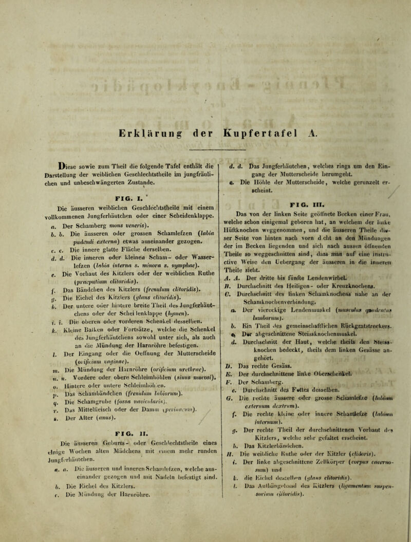 Erklärung der Kupfertafel A. Diese sowie zum Tiieil die folgende Tafel enthält die Darstellung der weiblichen Geschlechtsteile im jungfräuli- chen und unbeschwängerten Zustande. FIG. I. * Die äusseren weiblichen Geschlechtsteile mit einem vollkommenen Jungferhäutchen oder einer Scheidenklappe. 0. Der Scham berg mons veneris). 1. b. Die äusseren oder grossen Schamlefzen (labia pudendi externa) etwas auseinander gezogen. c. c. Die innere glatte Fläche derselben. d. d. Die inneren oder kleinen Scham- oder Wasser- lefzen (labia interna s. minora s. nytnphae). e. Die Vorhaut des Kitzlers oder der weiblichen Ruthe (praqmtium ditoridis). j p)as Bändchen des Kitzlers (frenulum ditoridis). ,j. Die Eichel des Kitzlers (ylans ditoridis). h. Der untere ouer hintere breite Tiieil des Jungferhäut- chens oder der Schei lenklappe (liymen). i. i. Die oberen oder vorderen Schenkel desselben. A\ Kleine Balken oder Fortsätze, welche die Schenkel des Jungferhäutchens sowohl unter sich, als auch an die .Mündung der Harnröhre befestigen. l. Der Eingang oder die Oelfnung der Mutterscheide (oiificium vnginae). m. Die Mündung der Harnröhre (orifidum urethrac). ii. n. Vordere oder obere Schleimhöhlen (siuiis mucosi). u. Hintere oder untere Schleimhöhlen. j). Das Schambändchen (frenulum Inbiorum). q. Die Schamgrube (fossa nauicularis). r. Das Mittelileisch oder der Damm \pcvinanun). s. Der Atter (nnus). FIG. II. Die äusseren Gebnrts- oder Geschlechtsteile eines einige Wochen alten Mädchens mit einem mehr runden Jungferhäutchen. «. A. Die äusseren und inneren Schamlefzen, welche aus- einander gezogen und mit Nadeln befestigt sind. b. Die Eichel des Kitzlers. c. Die Mündung der Harnröhre. d. d. Das Jungferhäutchen, welches rings um den Ein- gang der Mutterscheide herumgeht. e. Die Höhle der Mutterscheide, welche gerunzelt er- scheint. FIG. III. Das von der linken Seite geölfnete Becken einer Frau, welche schon einigemal geboren hat, an welchem der linke Hüftknochen weggenommen, und die äusseren Theile die- ser Seite von hinten nach vorn d.cht an den Mündungen der im Becken liegenden und sich nach aussen ölinenden Theile so weggeschnitten sind, dass man auf eine instru- ctive Weise den Uebergang der äusseren in die inneren Theile sieht. A. A. Der dritte bis fünfte Lendenwirbel. fl. Durchschnitt des Heiligen- oder Kreuzknochens. C. Durchschnitt des linken Schamknochens nahe an der Schamknochenverbindung. a. Der viereckige Lendenmuskel (museulus i/ßadrahm luiaburum). b. Ein Tiieil des gemeinschaftlichen Rückgratstreckers. Dw abgeschnittene Steissknochenmuskel. d. Durchschnitt der Haut, welche theils den Steiss- knochen bedeckt, theils dem linken Gesässe an- gehört. fl. Das rechte Gesäss. E. Der durchschnittene linke Oberschenkel. F. Der Schamberg. e. Durchschnitt des Fottes desselben. G. Die rechte äussere oder grosse Schamlefze (lubiinn externum dextrum). f. Die rechte kleine oder innere Schamlefze (labiirm internum). g. Der rechte Theil der durchschnittenen Vorhaut d<-s Kitzlers, welche sehr gefaltet erscheint. h. Das Kitzlerbändchen. II. Die weibliche Ruthe oder der Kitzler (didaris). t. Der linke abgeschniltene Zellkörper (rorjntfi envento- sum) und J-. die Eichel desselben (ginnst ditoridis). I. Das Aulhüngetiand des Kitzlers (lignnuidirm srnspen- swiitm ciÄtoridis).