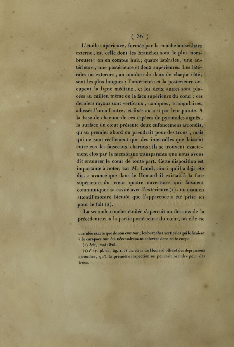 L’étoile supérieure, formée par la couche musculaire externe, est celle dont les branches sont le plus nom- breuses : on en compte huit; quatre latérales, une an- térieure , une postérieure et deux supérieures. Les laté- rales ou externes , au nombre de deux de chaque côté, sont les plus longues ; l’antérieure et la postérieure oc- cupent la ligne médiane , et les deux autres sont pla- cées au milieu même de la face supérieure du cœur : ces derniers rayons sont verticaux , coniques, triangulaires, adossés l’un a l’autre, et fixés au test par leur pointe. A la base de chacune de ces espèces de pyramides aiguës , la surface du cœur présente deux enfoncemens arrondis, qu’au premier abord on prendrait pour des trous , mais qui ne sont réellement que des intervalles que laissent entre eux les faisceaux charnus ; ils se trouvent exacte- ment clos par la membrane transparente que nous avons dit entourer le cœur de toute part. Cette disposition est importante à noter, car M. Lund, ainsi qu’il a déjcà été dit, a avancé que dans le Homard il existait à la face supérieure du cœur quatre ouvertures qui faisaient communiquer sa cavité avec 1 extérieure (1): un examen attentif montre bientôt que l’apparence a été prise ici pour le fait (2). La seconde couche étoilée s’aperçoit au-dessous de la précédente et à la partie postérieure du cœur, où elle ne une idée exacte que de son contour ; les branches verticales qui le fixaient à la carapace ont été nécessairement enlevées dans celte coupe. (1) Isis, mai i8a5. (a) Voy. pl. 28 , fig. 1, JY, le cœur du Homard offrant des dépressions arrondies, qu’à la première inspection on pourrait prendre pour des trous.