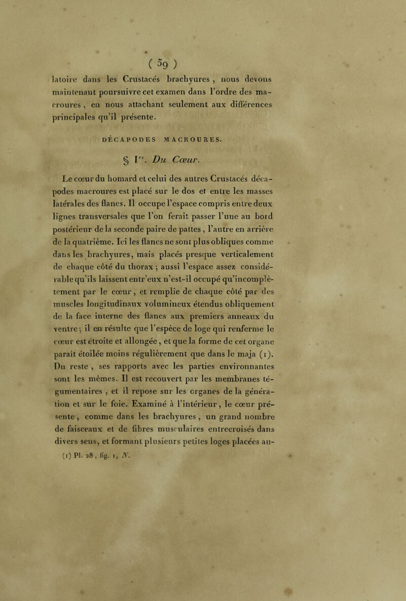 ( % ) îatoire dans les Crustacés brachyures , nous devons maintenant poursuivre cet examen dans l’ordre des ma- croures , en nous attachant seulement aux différences principales qu’il présente. DÉCAPODES MACROURES. § Ier. Du Cœur. Le coeur du homard et celui des autres Crustacés déca- podes macroures est placé sur le dos et entre les masses latérales des flancs. Il occupe l’espace compris entre deux lignes transversales que l’on ferait passer l’une au bord postérieur de la seconde paire de pattes, l’autre en arrière de la quatrième. Ici les flancs ne sont plus obliques comme dans les brachyures, mais placés presque verticalement de chaque côté du thorax ; aussi l’espace assez considé- rable qu’ils laissent entr’eux n’est-il occupé qu’incomplè- tcment par le coeur, et remplie de chaque côté par des muscles longitudinaux volumineux étendus obliquement de la face interne des flancs aux premiers anneaux du ventre*, il en résulte que l’espèce de loge qui renferme le coeur est étroite et allongée, et que la forme de cet organe parait étoilée moins régulièrement que dans le maja (i). Du reste , ses rapports avec les parties environnantes sont les mêmes. Il est recouvert par les membranes té- gumentaires , et il repose sur les organes de la généra- tion et sur le foie. Examiné à l’intérieur, le coeur pré- sente , comme dans les brachyures , un grand nombre de faisceaux et de fibres musrulaires entrecroisés dans divers sens, et formant plusieurs petites loges placées au- (i) PI. 28, tig. 1, N.