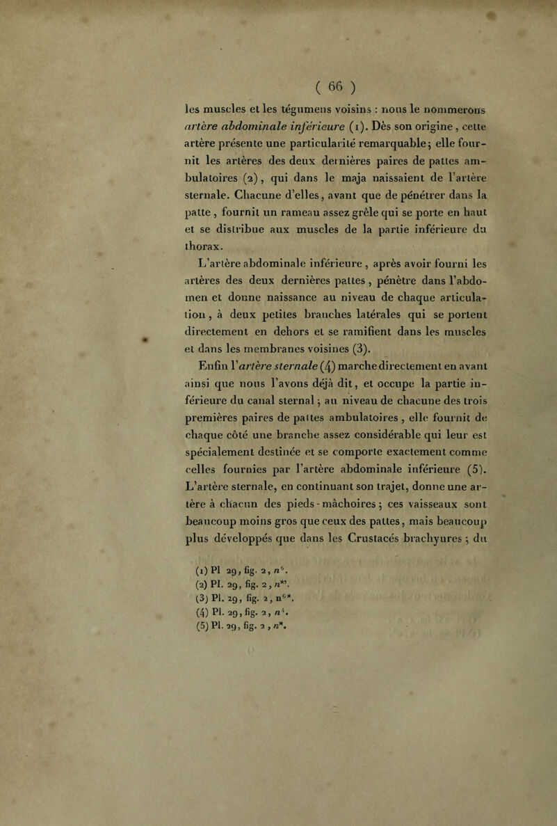 les muscles et les tégumens voisins : nous le nommerons artère abdominale inférieure (i). Dès son origine , cette artère présente une particularité remarquable ; elle four- nit les artères des deux dernières paires de pattes am- bulatoires (2) , qui dans le maja naissaient de l’artère sternale. Chacune d’elles, avant que de pénétrer dans la patte , fournit un rameau assez grêle qui se porte en haut et se distribue aux muscles de la partie inférieure du thorax. L’artère abdominale inférieure , après avoir fourni les artères des deux dernières pattes , pénètre dans l’abdo- men et donne naissance au niveau de chaque articula- tion, à deux petites branches latérales qui se poi’tent directement en dehors et se ramifient dans les muscles et dans les membranes voisines (3). Enfin Y artère sternale (4) marche directement en avant ainsi que nous l’avons déjà dit, et occupe la partie in- férieure du canal sternal ; an niveau de chacune des trois premières paires de pattes ambulatoires , elle fournit de chaque côté une branche assez considérable qui leur est spécialement destinée et se comporte exactement comme celles fournies par l’artère abdominale inférieure (5). L’artère sternale, en continuant son trajet, donne une ar- tère à chacun des pieds - mâchoires 5 ces vaisseaux sont beaucoup moins gros que ceux des pattes, mais beaucoup plus développés que dans les Crustacés bracliyures ; du (1) PI 29, fig. 2, nb. (2) PI. 29, fig. 2,n*\ (3j PI. 29, fig. 2, n°*. (4) Pi- 29, fig. 2, n:'. (5) PI. 29, fig. 2 , n*.