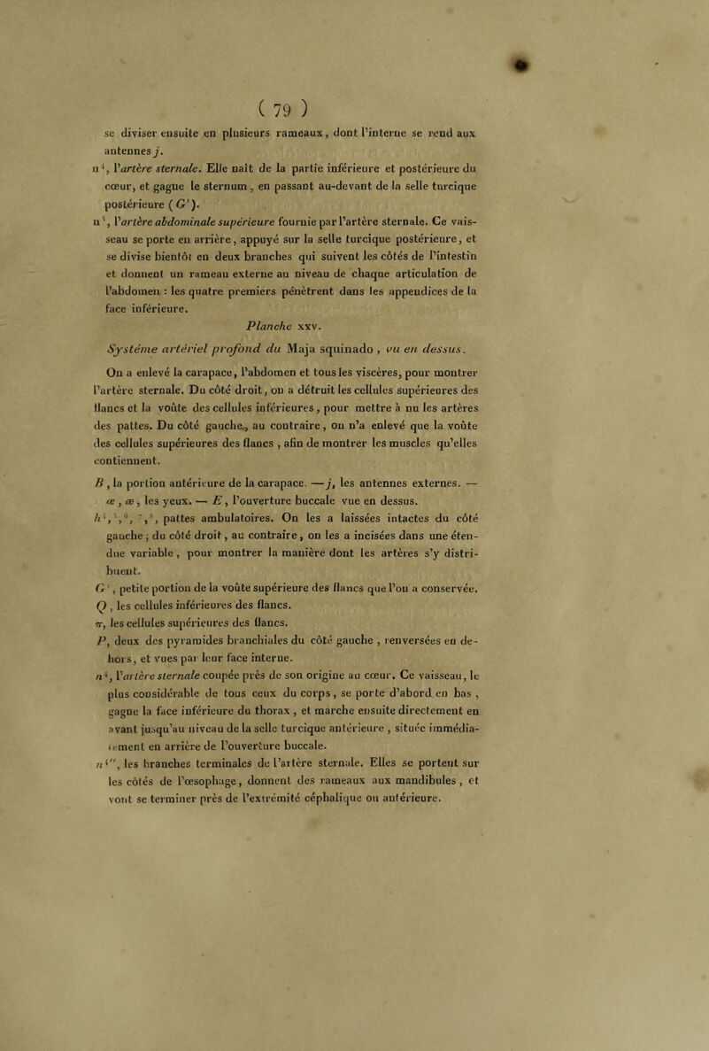 se diviser ensuite en plusieurs rameaux, dont l’interne se rend aux antennes j. il1, l'artère sternale. Elle naît de la partie inférieure et postérieure du cœur, et gagne le sternum , en passant au-devant de la selle turcique postérieure ( G’). n', l’artère abdominale supérieure fournie par l’artère sternale. Ce vais- seau se porte en arrière, appuyé sur la selle turcique postérieure, et se divise bientôi en deux branches qui suivent les côtés de l’intestin et donnent un rameau externe au niveau de chaque articulation de l’abdomen : les quatre premiers pénètrent dans les appendices de la face inférieure. Planche xxv. Système artériel profond du Maja squinado , vu en dessus. Ou a enlevé la carapace, l’abdomen et tous les viscères, pour montrer l’artère sternale. Du côté droit, on a détruit les cellules supérieures des tlancs et la voûte des cellules inférieures, pour mettre à nu les artères des pattes. Du côté gauche., au contraire, ou n’a enlevé que la voûte des cellules supérieures des flancs , afin de montrer les muscles qu’elles contiennent. B , la portion antérieure de la carapace. —j, les antennes externes. — œ , œ , les yeux. — E, l’ouverture buccale vue en dessus. h S',, ’»% pattes ambulatoires. On les a laissées intactes du côté gauche ; du côté droit, au contraire, on les a incisées dans une éten- due variable , pour montrer la manière dont les artères s’y distri- buent. Cr ', petite portion de la voûte supérieure des flancs que l’on a conservée. Q , les cellules inférieures des flancs. n, les cellules supérieures des flancs. P, deux des pyramides branchiales du côté gauche , renversées en de- hors, et vues par leur face interne. n ', l‘‘artère sternale coupée près de son origine au cœur. Ce vaisseau, le plus considérable de tous ceux du corps, se porte d’abord en bas , s;agne la face inférieure du thorax , et marche ensuite directement en avant jusqu’au niveau de la selle turcique antérieure , située iramédia- irmenl en arrière de l’ouverture buccale. /i*, les branches terminales de l’artère sternale. Elles sc portent sur les côtés de l’œsophage, donnent des rameaux aux mandibules, et vont se terminer près de l’exirémité céphalique ou antérieure.