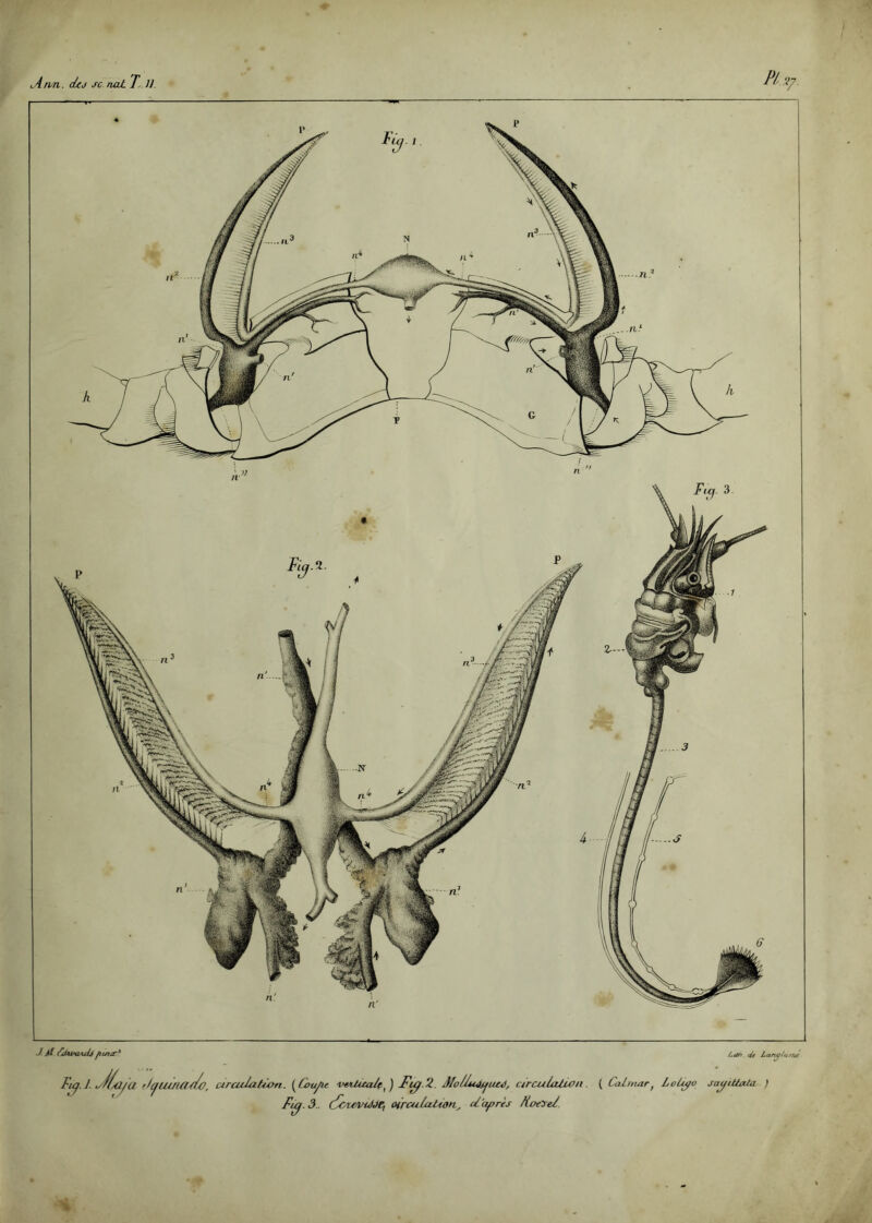 ♦ J- H uUvqaJJpuur1 tun <ù Lany/an Fi0. J. y/fjti/a rl/JUl/tas/o, circulation. ( Cvu/u 'VuUcalf^ ) Fu/ 2 JlolluiisfUiô, circulation. ( Calmar, LoUyv sayiUata )