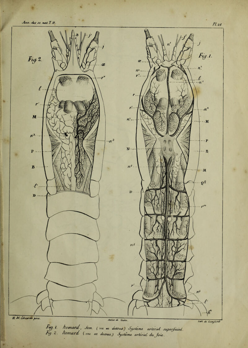 dnn- des SC. nat T U- PUs IC -H. JunÆ. Fief 1 homard ,/em ( vu m dcâjuj.) Jysûnu arterul super/iciU. fig.Z. homard {mu en Système artérUJ. du foie.