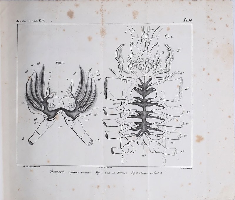 Àtin.deâ sc. nat. 7. Il. Pi 30 H. JC tdwa/xli fun* flcmarcL . System* AUlUr Je G ut un fu) l {'Vu .en cUsjoaà ) Tig 2 ■ [Coupe verticale,)