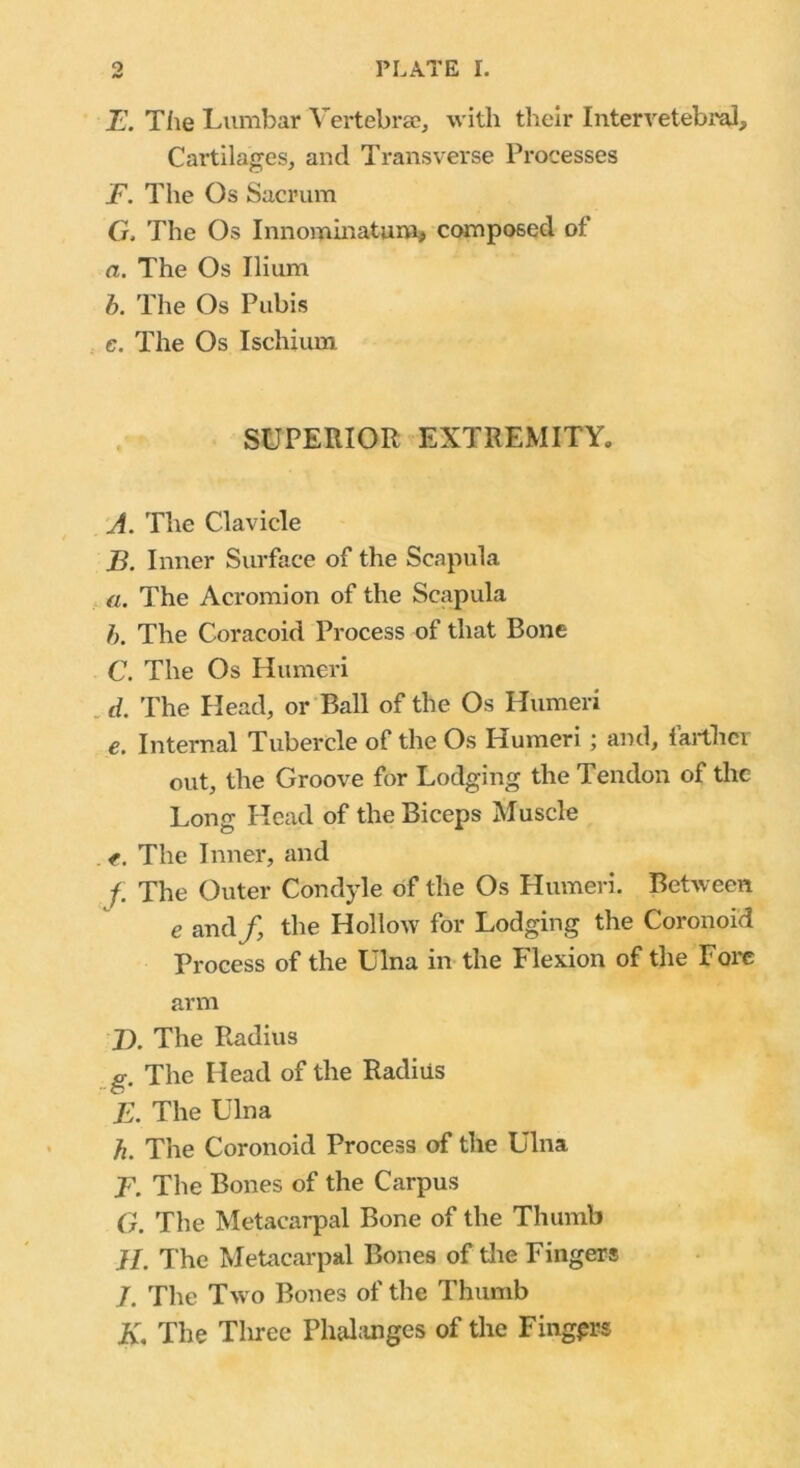 E. Tiie Lumbar Vertebra?, with their Intervetebral, Cartilages, and Transverse Processes F. The Os Sacrum G. The Os Innominaturu, composed of a. The Os Ilium b. The Os Pubis e. The Os Ischium SUPERIOR EXTREMITY,, A. The Clavicle B. Inner Surface of the Scapula a. The Acromion of the Scapula h. The Coracoid Process of that Bone C. The Os Humeri d. The Head, or Ball of the Os Humeri e. Internal Tubercle of the Os Humeri; and, farther out, the Groove for Lodging the Tendon of the Long Head of the Biceps Muscle <. The Inner, and f. The Outer Condyle of the Os Humeri. Between e and/, the Hollow for Lodging the Coronoid Process of the Ulna in the Flexion of the Fore arm T>. The Radius g. The Head of the Radius E. The Ulna h. The Coronoid Process of the Ulna T. The Bones of the Carpus G. The Metacarpal Bone of the Thumb //. The Metacarpal Bones of die Fingers 7 The Two Bones of the Thumb K. The Three Phalanges of the Fingers