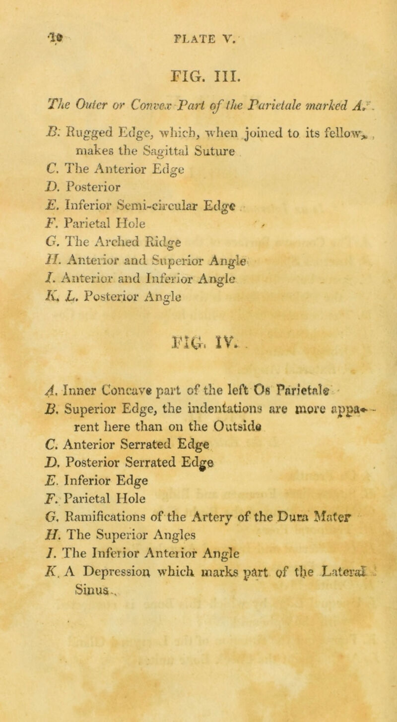 FIG. III. The Outer or Convex Part of the Parietale marked AS B. liugged Edge, which, when joined to its fellow* makes the Sagittal Suture C. The Anterior Edge D. Posterior E. Inferior Semi-circular Edge F. Parietal Hole / G. The Arched Ridge II. Anterior and Superior Angle I. Anterior and Inferior Angle 7C L. Posterior Angle FIG. IV. A. Inner Concave part of the left Os Parietal© B. Superior Edge, the indentations are more appa*- rent here than on the Outside C. Anterior Serrated Edge D. Posterior Serrated Edge E. Inferior Edge F. Parietal Hole G. Ramifications of the Artery of the Dura Mater H. The Superior Angles /. The Inferior Anteiior Angle K. A Depression which marks part of tlie Lateral Sinus-,