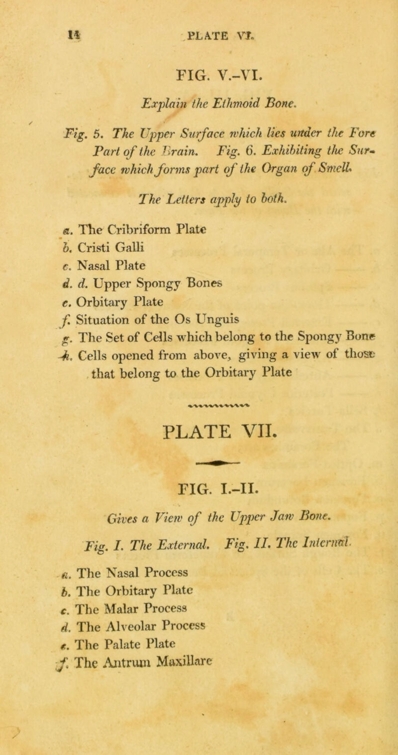 FIG. V.-VI. Explain the Ethmoid Bone. Fig. 5. The Upper Surface which lies under the Fore Part of the Brain. Fig. 6. Exhibiting the Sur- face which forms part of the Organ of Smell. The Letters apply to both. a. The Cribriform Plate b. Cristi Galli c. Nasal Plate d. d. Upper Spongy Bones e. Orbitary Plate f. Situation of the Os Unguis g. The Set of Cells which belong to the Spongy Bone Jh. Cells opened from above, giving a view of those that belong to the Orbitary Plate PLATE VII. FIG. I.-II. Gives a View of the Upper Jaw Bone. Fig. I. The External. Fig. II. The Internal a. The Nasal Process b. The Orbitary Plate c. The Malar Process d. The Alveolar Process *. The Palate Plate f. The Antrum Muxillare