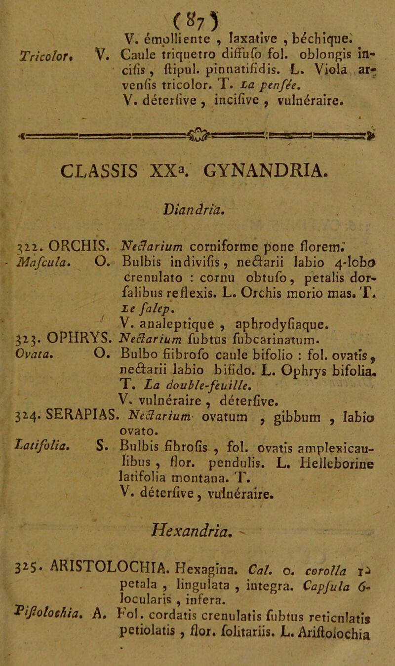 («75 V. émolliente , laxative , béchique. Trico/or, V. Caule triquetro diffufo fol. oblongis in- cifis, ftipul. pinnatifidis. L. Viola ai> vends tricolor. T. La penfée. V. déterfive , incifive , vulnéraire. , , i «- : =— :===■-■ CLASSIS XXa. GYNANDRIA. Dianâria. 322. ORCHIS. Neclarium corniforme pone florem.' Mafcula. O. Bulbis indivifis, neéfarii labio 4-lobo crenulato : cornu obtufo, petalis dor- falibus reflexis. L. Orchis inorio mas. T. Le falep. V. analeptique , aphrodyfiaque. 323. OPHRYS. Neclarium fubtus fubcarinatum. Ovata. O. Bulbo fiibrofo caule bifolio : fol. ovatîs, neéfarii labio bifido. L. Ophrys bifolia. T. La double-feuille. V. vulnéraire , déterfive. 324. SERAPIAS. Neclarium ovatum , gibbum , labio ovato. Latifolia. S. Bulbis fibrofîs , fol. ovatis amplexicau- libus , flor. pendulis. L. Helleborine latifolia montana. T. V. déterfive, vuinéraire. Hexandria. ' 32,5. ARISTOLOCHIA. Hexagina. Cal. o. corolla r-à petala , lingulata , integra. Capjula 6- locularis , inféra. Pifolochia. A. Fol. cordatis crenulatis fubtus reticnlatis petiolatis, flor. folitariis. L. Arifioiochia