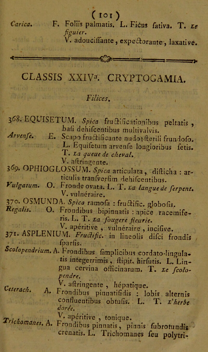Ccrica. C roi ) F. Foliis palniatis. L. Ficus fativa. T. Le figuier. V. adouciflante , expectorante, laxative. =o< CLASSIS XXIV3. CRYPTOGAMIA. Fitices, 368. EQl ISETUVj. Spica fnrCtificatîonibus peltatis , baCi dehifcentibus multivalvis. Arvenfe. E. Scapo fruétifîcante nudoffterili frundo/o. L. Equifeturn arvenfe longioribus fetis. T. La queue de cheval. V. astringente. 3^9. OPHIOGLOSSUM. Spica articulata, difticha : ar- ticulis tranfve.rfim dehifcentibus. Vulgatum. O. Fronde ovata. L. T. La langue de ferpent. V. vulnéraire. 370- OSMUMDA. Spica ramofa : fructifie. globofis. Regahs. O. Frondibus bipintiatis : apice racemife- ris. L. r. La fougere fleurie. .„nr r'\TTrrY*,ap®ritIve ’ Vl,lnéraire , incifive. 371. ASPLEMUVI. Fruclific. in lineolis difci frondis . /parfis. Scolopendrium. A. Frondibus fimplicibus cordato-Iingula* tis integerrimis , ftipit. hirfutis. L. Lin- gua cervina officinarmn. T. Le fcolo- pendre. V. aftringente , hépatique. Frondibus pinnatifidis : lobis alternls confiuentibus obtufis. L. T. L'herbe dorée. y . , ^ apéritive , tonique. omanes. A. Frondibus pïhnatis, pinnis fubrotundit crenatis. L. Trichotnanes feu polytri- Ctterach.