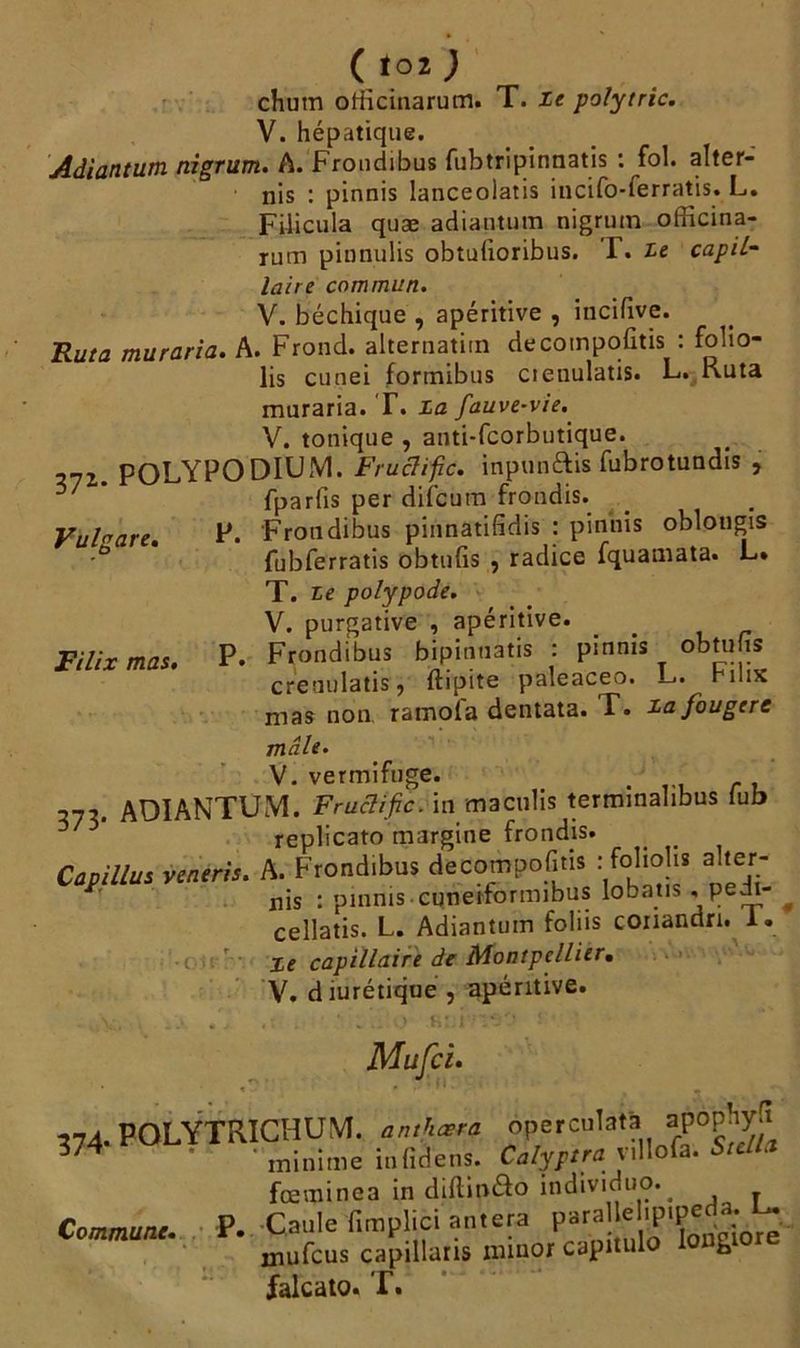 ( t02 ) chutn otiicinarum. T. le polytric. V. hépatique. Adiantum nigrum. A. Frondibus fubtripinnatis : fol. alter- nis : pinnis lanceolatis incifo-ferratis. L. Füicula quæ adiantum nigrum officina- rum pinnulis obtufioribus. T. Le capil- laire commun. V. béchique , apéritive , incifive. Ruta muraria. A. Frond. alternatirn decompofitis : folio- lis cunei formibus cienulatis. L. Kuta muraria. T. La fauve-vie. V. tonique , anti-fcorbutique. 272. POLYPODIUM. Fructifie. inpunftis fubrotundis , ^ ' fparfis per difcutn frondis. Vubare. F* Frondibus pinnatifidis : pinnis oblongis fubferratis obtufis , radice fquamata. L. T. Le polypode. V. purgative , apéritive. Filix mas. P. Frondibus bipinnatis : pinnis obtufis crenulatisj ftipite paleaceo. —<• Hiiik mas non ramol'a dentata. T. La fougère male. V. vermifuge. ,7, ADIANTUM. Fructifie, in maculis terminalibus lub replicato margine frondis. Capillus veneris. A. Frondibus decompofitis : fohohs alter- * nis : pinnis cuneiformibus lobatis . pedt- ^ ceîlatis. L. Adiantum foliis conandn. 1. Le capillaire de Montpellier. V. diurétique , apéritive. Mufii. 374. POLYTRICHUM. anthœra minime iufidens. operculat’a apophylt Calyptra villofa. Stella Commune. fœminea in diftinao individuo.^ p. Caule fimplici antera parallelipipeda. L. mufeus capillaris îniaor capnulo lougiore ialcato. T.
