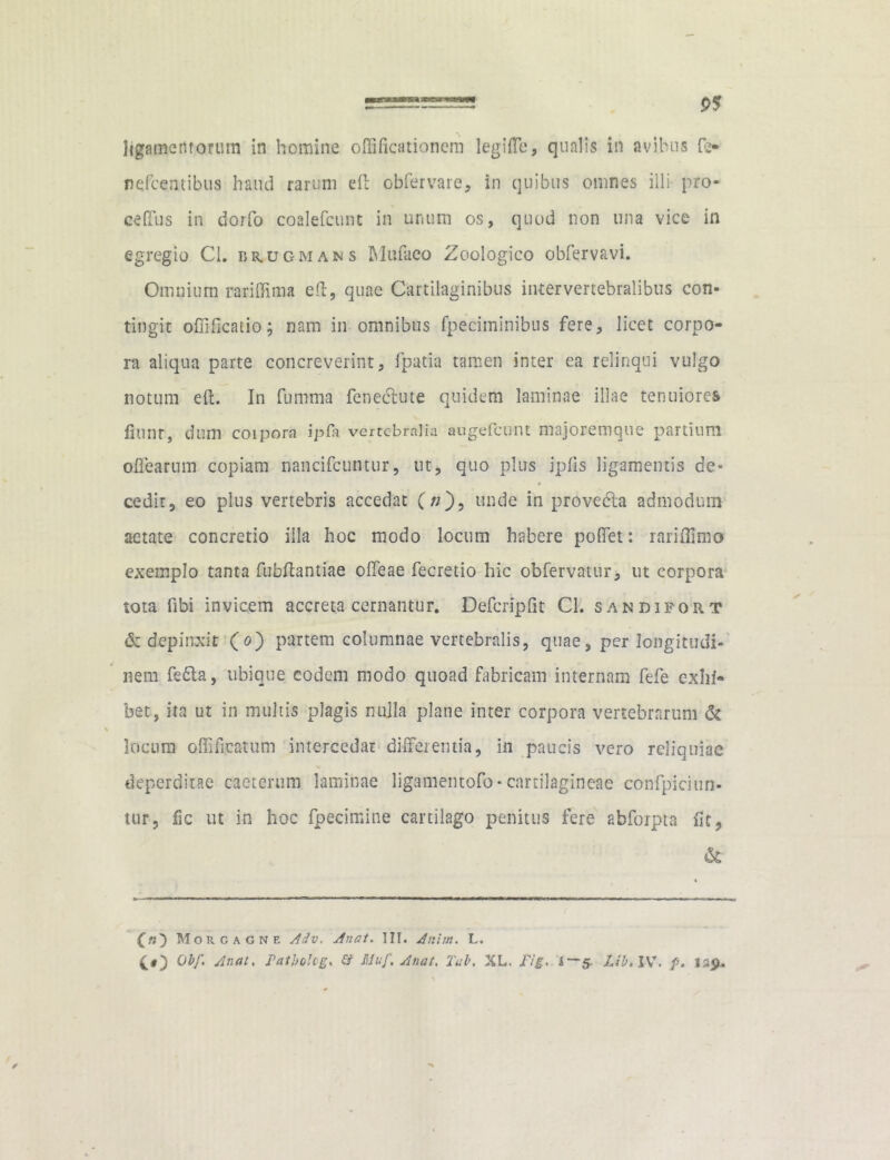 nefcentibus haud rarum eft obfervare, in quibus omnes illi pro- ce (Tus in dorfo coalefcunt in unum os, quod non una vice in egregio Cl. rrugmans Mufaco Zoologico obfervavi. Omnium rariffima eft, quae Cartilaginibus intervertebralibus con- tingit offificatio; nam in omnibus fpeciminibus fere, licet corpo- ra aliqua parte concreverint, fpatia tamen inter ea relinqui vulgo notum eft. In fumma fenecftute quidem laminae illae tenuiores fiunt, dum coipora ipfa vertebralia augefeunt majoremque partium oftearnm copiam nancifcuntur, ut, quo plus jpfis ligamentis de- cedit, eo plus vertebris accedat (/;), unde in provedta admodum aetate concretio illa hoc modo locum habere poflet: rariflimo exemplo tanta fubftantiae ofteae fecretio hic obfervatur, ut corpora tota fibi invicem accreta cernantur. Defcripfit Cl. sandifort & depinxit (o) partem columnae vertebralis, quae, per longitudi- nem fedta, ubique eodem modo quoad fabricam internam fefe exhi- bet, ita ut in multis plagis nulla plane inter corpora vertebrarum & locum offificatum intercedat differentia, in paucis vero reliquiae deperditae caeterum laminae ligamentofo- cartilagineae confpiciun- tur, fic ut in hoc fpecimine cartilago penitus fere abfoipta fit, & C«) Morgagne Adv. Anat. III. Anim. L. 0bf. Anat, Patbohg, & Muf, Anat. Tai, XL. Fig, i—5. Lib.lW />. isp.