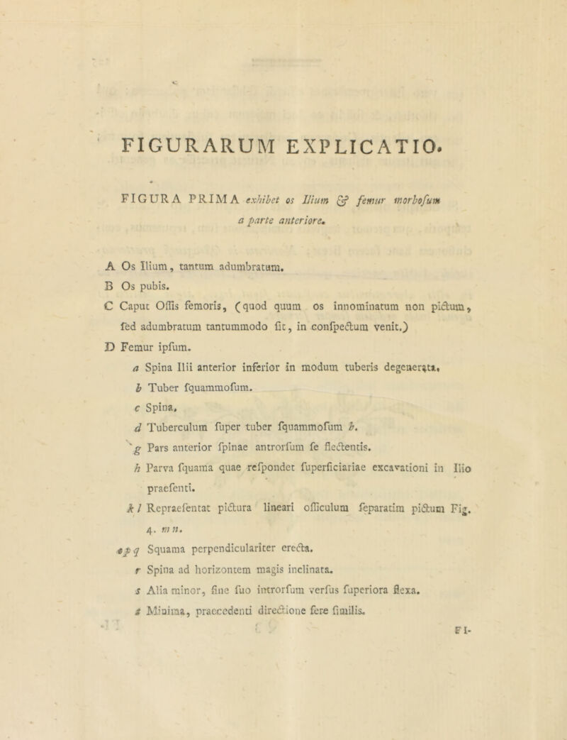 FIGURARUM EXPLICATIO. FIGURA PRIMA exhibet os Ilium & femur morbofum a parte anteriore* A Os Ilium, tantum adumbratum. B Os pubis. C Caput Oflis femoris, (quod quum os innominatum non pictum, fed adumbratum tantummodo iit, in Gonfpedum venit.) D Femur ipfum. a Spina Ilii anterior inferior in modum tuberis degenerati, b Tuber fquammofum. c Spina, d Tuberculum fuper tuber fquammofum b. 'g Pars anterior fpinae antrorfum fe flectentis. h Parva fquama quae refpondet fuperficiariae excavationi in Ilio » 0 • praefcnti. k l Repraefentat pidura lineari officulum feparatim pidum Fig. 4. m n. epq Squama pcrpcndiculariter ereda. r Spina ad horizontem magis inclinata. s Alia minor, fine fuo iirtrorfum verfus fuperiora flexa. t Minima, praecedenti dire&ione fere flmilis.