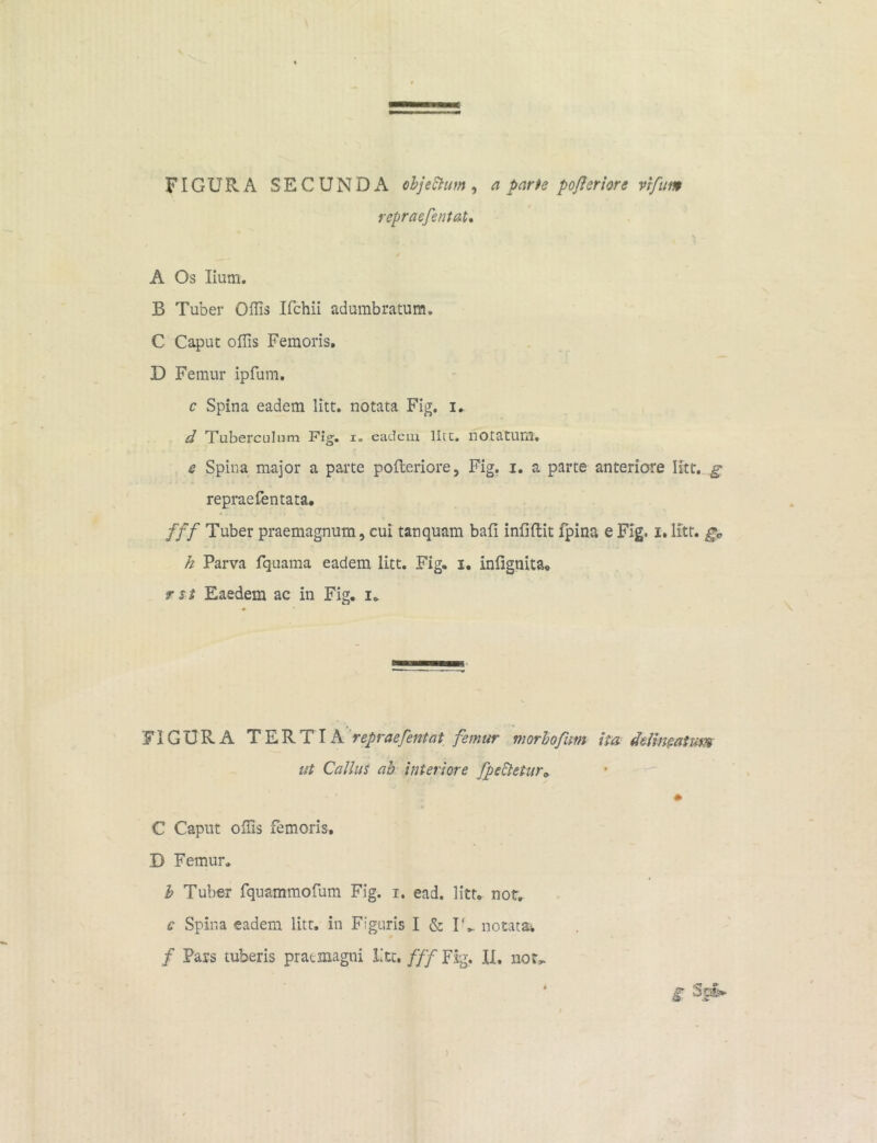 FIGURA SECUNDA objeftutn, a parte pofleriore vrfum repraefentat. A Os lium. 33 Tuber Offis Ifchii adumbratum. C Caput offis Femoris. D Femur ipfum. c Spina eadem litt. notata Fig. i. d Tuberculum Fig. i. eadem lirt. notatum. e Spina major a parte pofleriore, Fig. i. a parte anteriore litt. g repraefentata. fff Tuber praemagnum, cui tanquam bafi infidit fpina e Fig. i. litt. h Parva fquama eadem litt. Fig. i. infignita. rst Eaedem ac in Fig. i» FIGURA TERTIA repraefentat femur morbofum ii a delimatum ut C alius ab interiore fpe£tetur0 * C Caput offis femoris, D Femur. b Tuber fquammofum Fig. i. ead. litt. not. c Spina eadem litt. in Figuris I & IT notata* / Pars tuberis praemagni Ltc. fff Fig. II. not^ i %*>