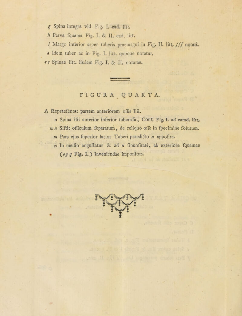 g Spina integra vid Fig. I. ead. lttt. h Parva fquarna Fig. J. & II. ead. lier. i Margo interior asper tuberis praemagni in Fig. II. litt. fff notati. • Idem tuber ac in Fig. I. litt. quoque notatur. rs Spinae litt. iisdem Fig. I. & II. notatae. FIGURA QUARTA. A Repraefentat partem anteriorem ollis Ilii. a Spina ilii anterior inferior tuberofa, Conf. Fig. I. ad eamd. litt, mn Siffcic olficulum feparatum, de reliquo ofTe in fpecimine folutum. m Pars ejus fuperior latior Tuberi praedi&o a appofita. n In medio anguftatur & ad n finuofitati, ab exteriore fquamae {opq Fig. IO inveniendae imponitur. / i f I fWIW! M f