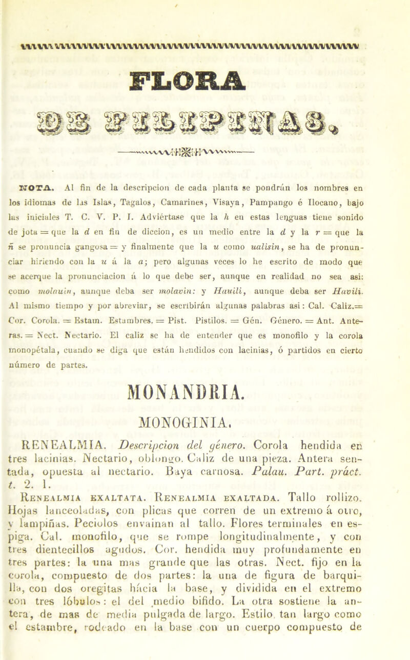 WWW iWWUWVVVIUUVWWWVV\VUWWWIVVUVVVVVVVWWW FLORA —^'vvvvíh^sH'Vvv KOTA, AI fin de la descripción de cada planta se pondrán los nombres en los idiomas de las Islas, Tagalos, Camarines, Visaya, Pampango é Ilocano, bajo las iniciales T. C. V. P. I. Adviértase que la h en estas lenguas tiene sonido de jota = que la rf en fin de dicción, es un medio entre la d y la r = que la ñ se pronuncia gangosa = y finalmente que la u como ualisin, se ha de pronun- ciar hiriendo con la u á la a; pero algunas veces lo he escrito de modo que se acerque la pronunciación á lo que debe ser, aunque en realidad no sea asi: como molauhi, aunque deba ser molavin: y Hauili, aunque deba ser Havili. Al mismo tiempo y por abreviar, se escribirán algunas palabras asi: Cal. <laliz.= Cor. Corola. = Estam. Estambres. = Pist. Pistilos. = Gén. Género. = Ant. Ante- ras. = Nect. Nectario. El cáliz se ha de entender que es monofilo y la corola monopétala, cuando se diga que están hendidos con lacinias, ó partidos en cierto número de partes. MONANDRIA. MONOGINIA. REiVEALMIA. Descripción del genero. Corola hendida en tres lacinias. Nectario, oblongo. Cáliz de una pieza. Antera sen- tada, opuesta al nectario. Baya carnosa. Palau. Part. práct. t. 2. 1. ReNEALMIA KXALTATA. ItENEALMIA EXALTADA. Tallo rollizo. Hojas lanceoladas, con plicas que corren de un extremo á. otro, y lampiñas. Peciolos envainan al tallo. Flores terminales en es- piga. Cal. monofilo, que se rompe longitudinalmente, y con tres dienteeillos agudos. Cor. hendida muy profundamente en tres partes: la una mas grande que las otras. Nect. fijo en la corola, compuesto de dos partes: la una de figura de barqui- lla, con dos oregitas hacia la base, y dividida en el extremo con tres lóbulos: el del medio bifido. La otra sostiene la an- tera, de mas de media pulgada de largo. Estilo tan largo como «1 estambre, rodeado en la base con un cuerpo compuesto de