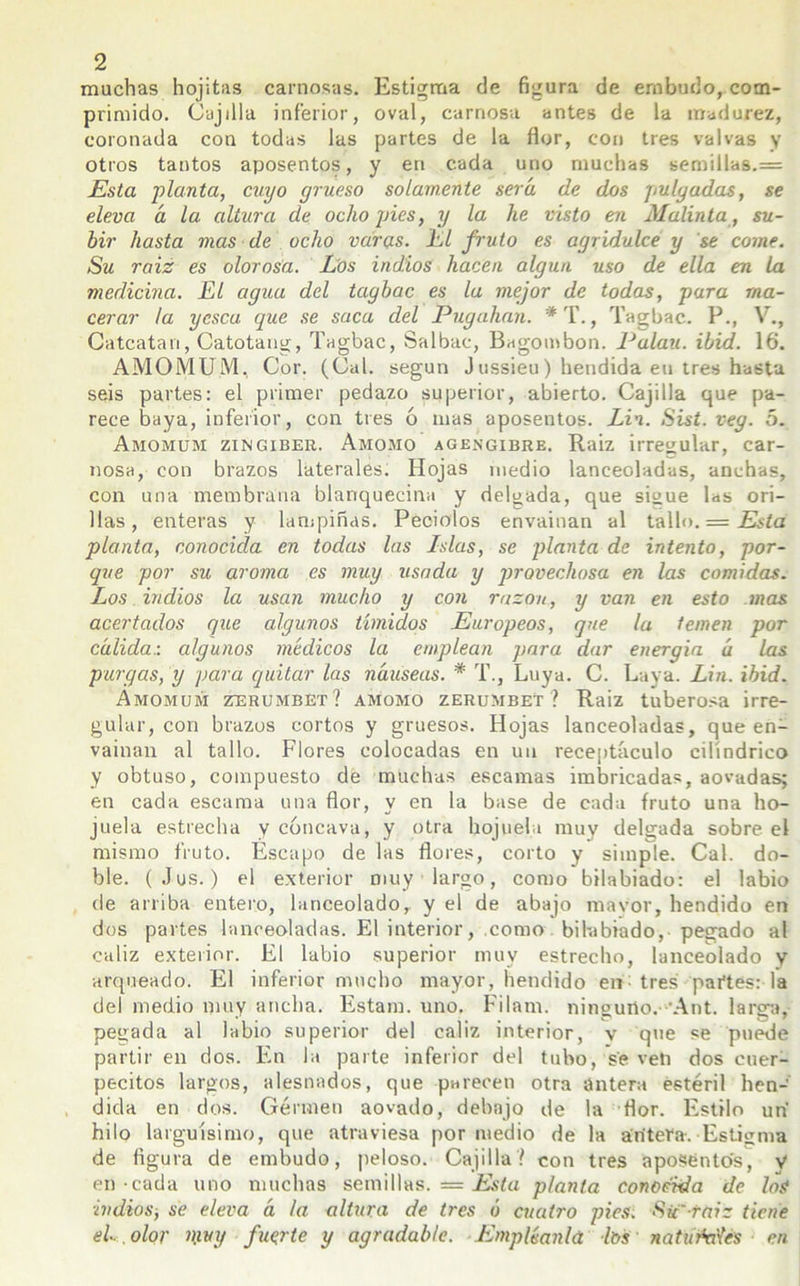 machas hojitas carnosas. Estigma de figura de embudo, com- primido. Cajilla inferior, oval, carnosa antes de la madurez, coronada con todas las partes de la flor, con tres valvas y otros tantos aposentos, y en cada uno muchas semillas. = Esta flauta, cuyo grueso solamente será de dos pulgadas, se eleva á la altura de ocho pies, y la he visto en Malinta , su- bir hasta mas de ocho varas, l.l fruto es agridulce y se coiné. Su raiz es olorosa. Los indios hacen algún uso de ella en la medicina. El agua del tagbac es la mejor de todas, para ma- cerar la yesca que se saca del Pugahan. * T., Tagbac. P., V., Catcatan, Catotang, Tagbac, Salbac, Bagombon. Palau. ibid. 16. AMOMUM, Cor. (Cal. según Jussieu) hendida en tres hasta seis partes: el primer pedazo superior, abierto. Cajilla que pa- rece baya, inferior, con tres ó mas aposentos. Lin. Sist. veg. 5. Amomum zingiber. Amomo agengibre. Raiz irregular, car- nosa, con brazos laterales. Hojas medio lanceoladas, anchas, con una membrana blanquecina y delgada, que sigue las ori- llas , enteras y lampiñas. Peciolos envainan al tallo. = Está planta, conocida en todas las Islas, se planta de intento, por- que por su aroma es muy usada y provechosa en las comidas. Los indios la usan mucho y con razón, y van en esto mas acertados que algunos tímidos Europeos, que la temen por cálida.: algunos médicos la emplean para dar energía á las purgas, y para quitar las náuseas. * T., Luya. C. Laya. Lin. ibid. Amomum zerumbet? amomo zerumbet ? Raiz tuberosa irre- gular, con brazos cortos y gruesos. Hojas lanceoladas, que en- vainan al tallo. Flores colocadas en un receptáculo cilindrico y obtuso, compuesto de muchas escamas imbricadas, aovadas; en cada escama una flor, y en la base de cada fruto una ho- juela estrecha y cóncava, y otra hojuela muy delgada sobre el mismo fruto. Escapo de las flores, corto y simple. Cal. do- ble. (Jus.) el exterior muy largo, como bilabiado: el labio de arriba entero, lanceolado, y el de abajo mavor, hendido en dos partes lanceoladas. El interior, .como bihibiado, pegado al cáliz exterior. El labio superior muy estrecho, lanceolado y arqueado. El inferior mucho mayor, hendido en tres partes: la del medio muy ancha. Estam. uno. Filam. ninguno.- Ant. larga, pegada al labio superior del cáliz interior, y que se puede partir en dos. En la parte inferior del tubo, se ven dos cuer- pecitos largos, alesnados, que parecen otra antera estéril hen- dida en dos. Germen aovado, debajo de la flor. Estilo un hilo larguísimo, que atraviesa por medio de la antera. Estigma de figura de embudo, peloso. Cajilla? con tres aposentos, y en-cada uno muchas semillas. = Esta planta conocida de los indios-, se eleva á la altura de tres ó cuatro pies. Sii' taiz tiene el., olor muy fuerte y agradable. Empléanlá los natuMes en