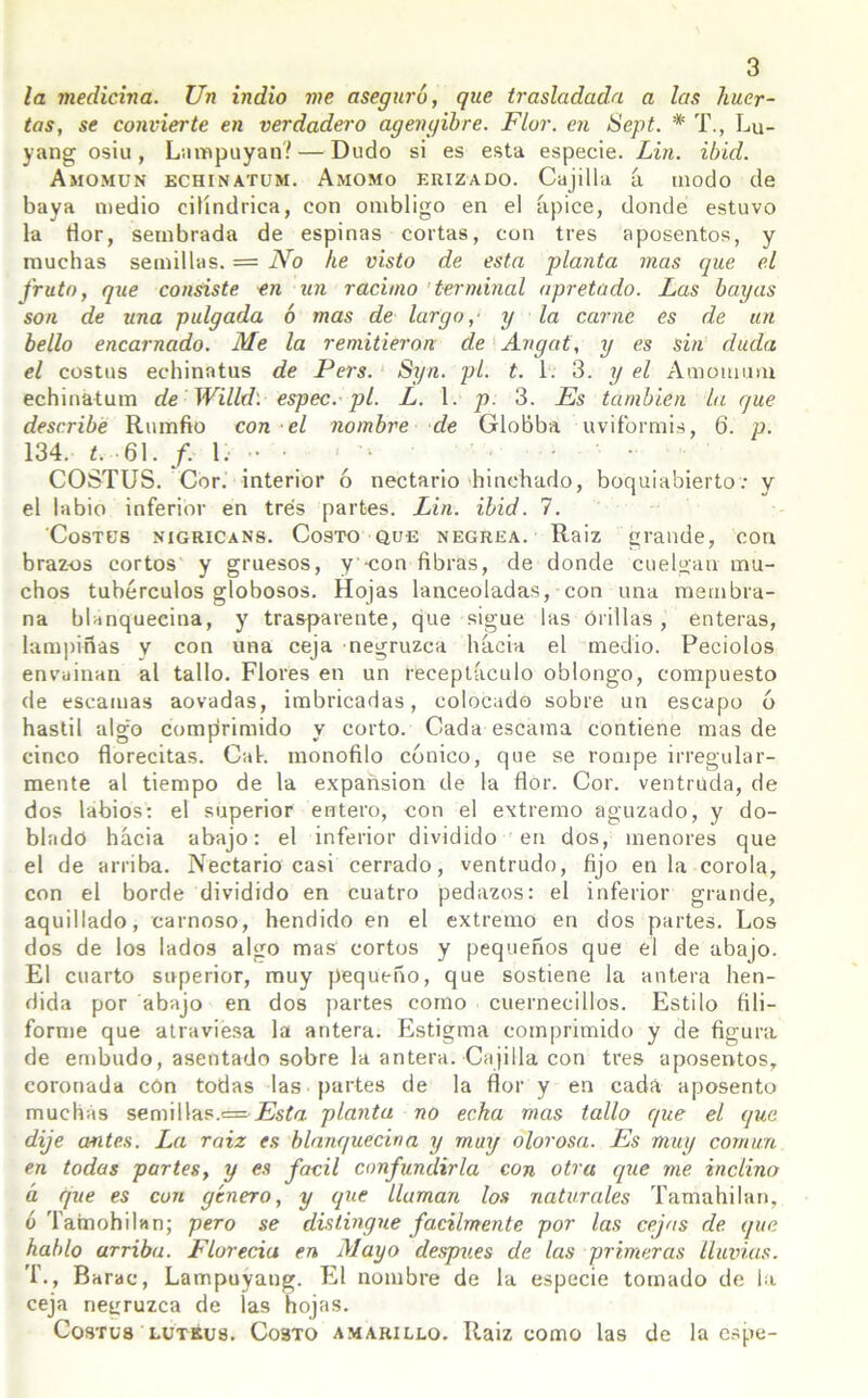 la medicina. Un indio me aseguró, que trasladada a las huer- tas, se convierte en verdadero agengibre. Flor, en Sept. * T., Lu- yang osiu, Lampuyan?— Dudo si es esta especie. Lin. ibid. Amomun echinatum. Amomo erizado. Cajilla á modo de baya medio cilindrica, con ombligo en el ápice, donde estuvo la flor, sembrada de espinas cortas, con tres aposentos, y muchas semillas. = JYo he visto de esta planta mas que el fruto, que consiste en un racimo terminal apretado. Las bayas son de una pulgada ó mas de largo,' y la carne es de un bello encarnado. Me la remitieron de Angat, y es sin duda el costos echinatus de Pers. Syn. pl. t. 1. 3. y el Amomum echinatum de Willd: espec. pl. L. 1. p. 3. Es también la que describe Rumfio con el nombre de Globba uviformis, 6. p. 134. t. 61. /. 1. •• • ‘ ' • • COSTUS. Cor. interior ó nectario hinchado, boquiabierto: y el labio inferior en tres partes. Lin. ibid. 7. Costus nigricans. Costo que negrea. Raiz grande, con brazos cortos y gruesos, y'-con fibras, de donde cuelgan mu- chos tubérculos globosos. Hojas lanceoladas, con una membra- na blanquecina, y trasparente, que sigue las orillas , enteras, lampiñas y con una ceja negruzca hacia el medio. Peciolos envainan al tallo. Flores en un receptáculo oblongo, compuesto de escamas aovadas, imbricadas, colocado sobre un escapo ó hastil a!go comprimido y corto. Cada escama contiene mas de cinco florecitas. Cal. inonofilo cónico, que se rompe irregular- mente al tiempo de la expansión de la flor. Cor. ventruda, de dos labios: el superior entero, con el extremo aguzado, y do- blado hacia abajo: el inferior dividido en dos, menores que el de arriba. Nectario casi cerrado, ventrudo, fijo en la corola, con el borde dividido en cuatro pedazos: el inferior grande, aquillado, carnoso, hendido en el extremo en dos partes. Los dos de los lados algo mas cortos y pequeños que el de abajo. El cuarto superior, muy pequeño, que sostiene la antera hen- dida por abajo en dos partes como cuernecillos. Estilo fili- forme que atraviesa la antera. Estigma comprimido y de figura de embudo, asentado sobre la antera. Cajilla con tres aposentos, coronada con todas las partes de la flor y en cada aposento muchas semillas.= Esta planta no echa mas tallo que el que dije antes. La raiz es blanquecina y muy olorosa. Es muy común en todas partes, y es fácil confundirla con otra que me inclino á que es con género, y que lluman los naturales Tamahilan, ó Tamohilan; pero se distingue fácilmente por las cejas de que hablo arriba. Florecía en Mayo después de las primeras lluvias. T., Barac, Lampuyang. El nombre de la especie tomado de la ceja negruzca de ¡as hojas. Costus lutéus. C03TO amarillo. Raiz como las de la espe-