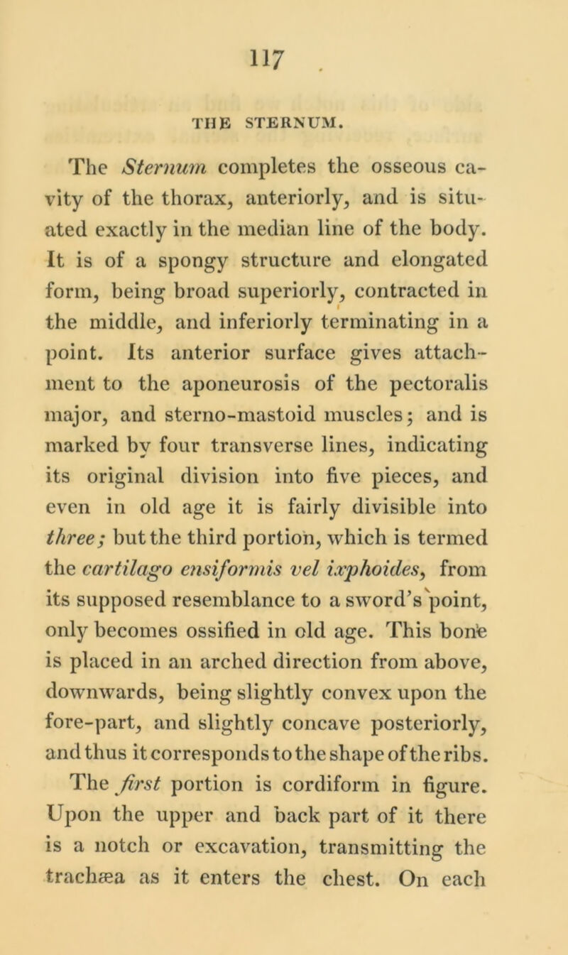 the sternum. The Sternum completes the osseous ca- vity of the thorax, anteriorly, and is situ- ated exactly in the median line of the body. It is of a spongy structure and elongated form, being broad superiorly, contracted in I the middle, and interiorly terminating in a point. Its anterior surface gives attach- ment to the aponeurosis of the pectoralis major, and sterno-mastoid muscles; and is marked by four transverse lines, indicating its original division into five pieces, and even in old age it is fairly divisible into three; but the third portion, which is termed the cartilago ensiformis vel ixphoides^ from its supposed resemblance to a sword’s\mint, only becomes ossified in old age. This bonte is placed in an arched direction from above, downwards, being slightly convex upon the fore-part, and slightly concave posteriorly, and thus it corresponds to the shape of the ribs. The first portion is cordiform in figure. Upon the upper and back part of it there is a notch or excavation, transmitting the trachea as it enters the chest. On each