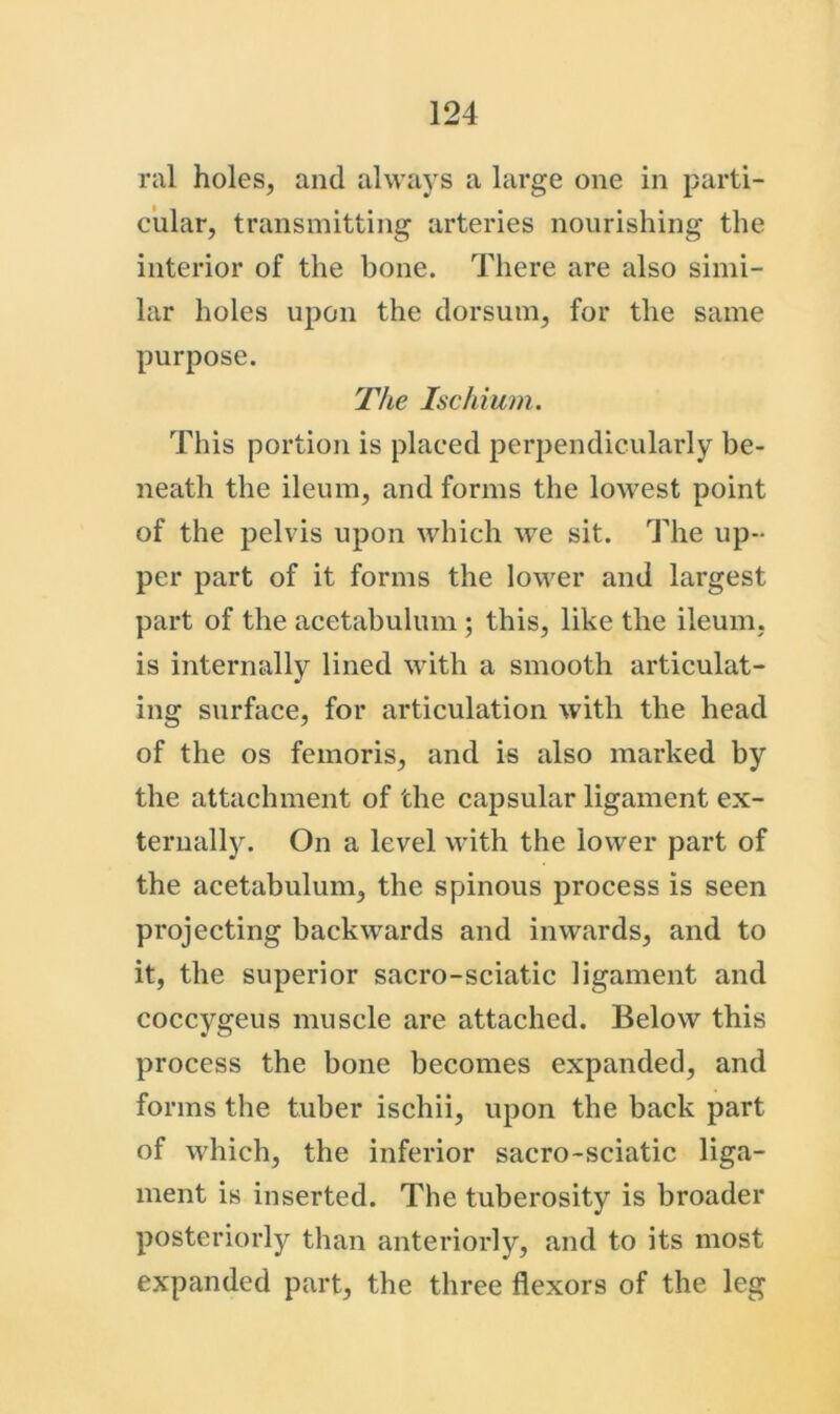 ral holes, and alwaj^s a large one in parti- cular, transmitting arteries nourishing the interior of the bone. There are also simi- lar holes upon the dorsum, for the same purpose. The Ischium. This portion is placed perpendicularly be- neath the ileum, and forms the lowest point of the pelvis upon which we sit. The up- per part of it forms the lower and largest part of the acetabulum ; this, like the ileum, is internally lined with a smooth articulat- ing surface, for articulation with the head of the os femoris, and is also marked by the attachment of the capsular ligament ex- ternall5\ On a level with the lower part of the acetabulum, the spinous process is seen projecting backwards and inwards, and to it, the superior sacro-sciatic ligament and coccygeus muscle are attached. Below this process the bone becomes expanded, and forms the tuber ischii, upon the back part of which, the inferior sacro-sciatic liga- ment is inserted. The tuberosity is broader posteriorly than anteriorly, and to its most expanded part, the three flexors of the leg