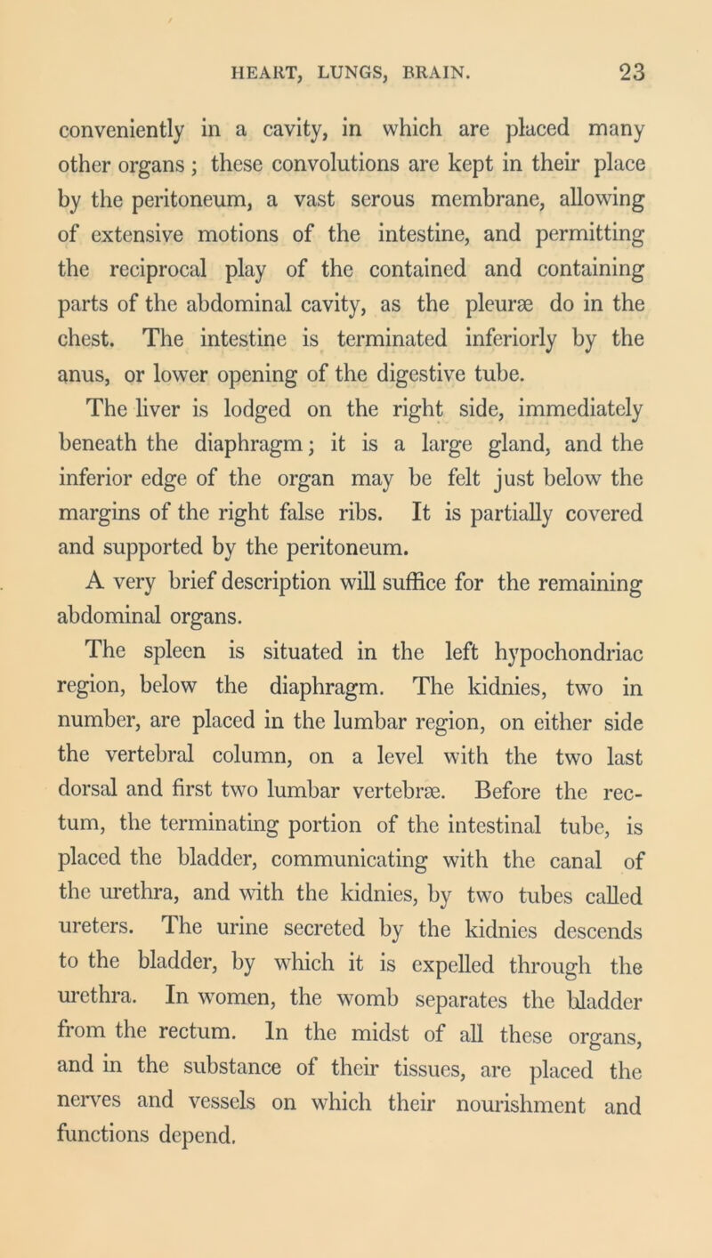 conveniently in a cavity, in which are placed many other organs ; these convolutions are kept in their place by the peritoneum, a vast serous membrane, allowing of extensive motions of the intestine, and permitting the reciprocal play of the contained and containing parts of the abdominal cavity, as the pleurae do in the chest. The intestine is terminated inferiorly by the anus, or lower opening of the digestive tube. The liver is lodged on the right side, immediately beneath the diaphragm; it is a large gland, and the inferior edge of the organ may be felt just below the margins of the right false ribs. It is partially covered and supported by the peritoneum. A very brief description will suffice for the remaining abdominal organs. The spleen is situated in the left hypochondriac region, below the diaphragm. The kidnies, two in number, are placed in the lumbar region, on either side the vertebral column, on a level with the two last dorsal and first two lumbar vertebrae. Before the rec- tum, the terminating portion of the intestinal tube, is placed the bladder, communicating with the canal of the urethra, and with the kidnies, by two tubes called ureters. The urine secreted by the kidnies descends to the bladder, by which it is expelled through the urethra. In women, the womb separates the bladder from the rectum. In the midst of all these organs, and in the substance of their tissues, are placed the nerves and vessels on which their nourishment and functions depend.