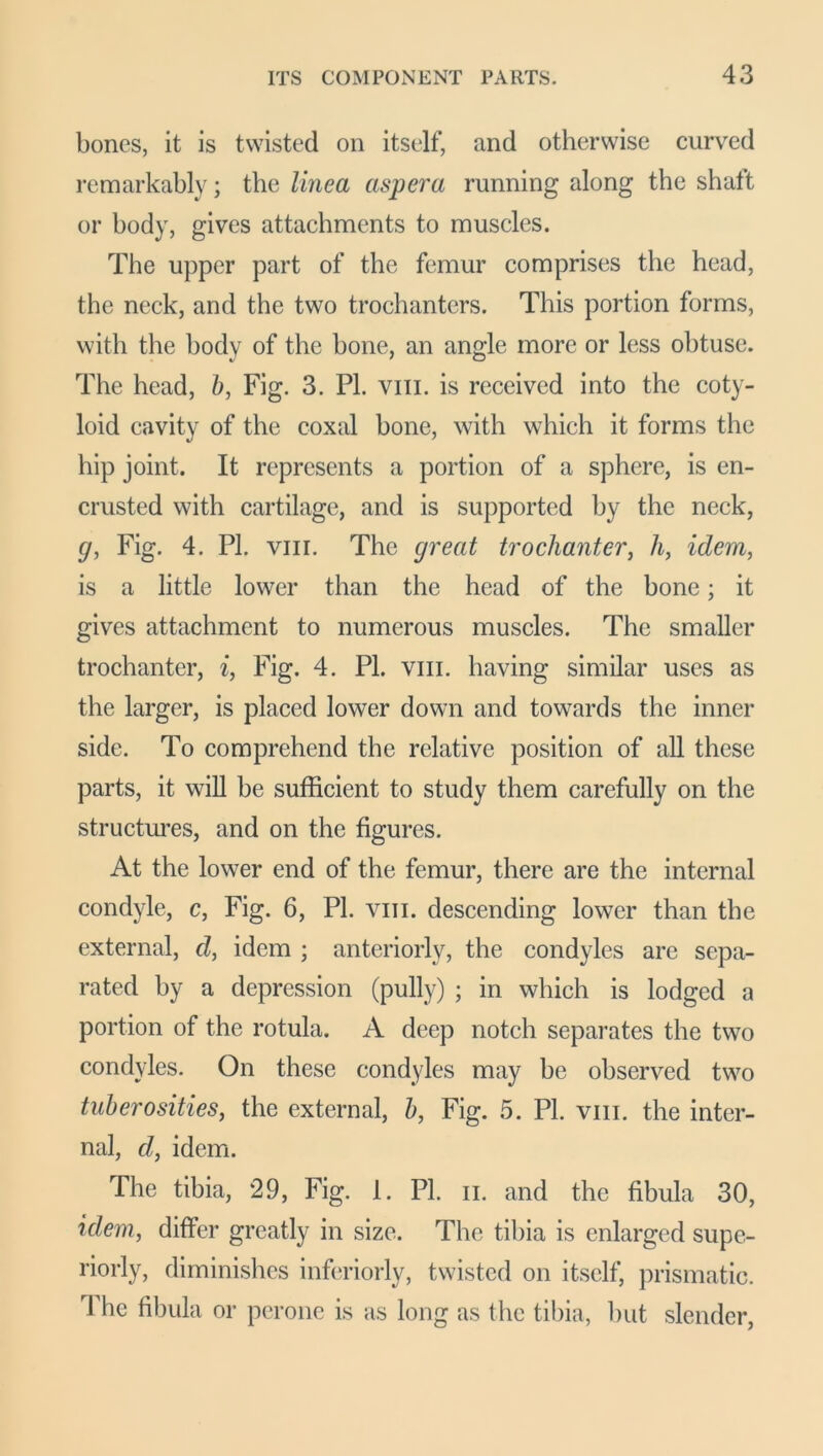 bones, it is twisted on itself, and otherwise curved remarkably; the linea aspera running along the shaft or body, gives attachments to muscles. The upper part of the femur comprises the head, the neck, and the two trochanters. This portion forms, with the body of the bone, an angle more or less obtuse. The head, b, Fig. 3. PI. vm. is received into the coty- loid cavity of the coxal bone, with which it forms the hip joint. It represents a portion of a sphere, is en- crusted with cartilage, and is supported by the neck, g, Fig. 4. PI. vm. The great trochanter, h, idem, is a little lower than the head of the bone; it gives attachment to numerous muscles. The smaller trochanter, i, Fig. 4. PL vm. having similar uses as the larger, is placed lower down and towards the inner side. To comprehend the relative position of all these parts, it will be sufficient to study them carefully on the structures, and on the figures. At the lower end of the femur, there are the internal condyle, c, Fig. 6, PI. vm. descending lower than the external, d, idem ; anteriorly, the condyles are sepa- rated by a depression (pully) ; in which is lodged a portion of the rotula. A deep notch separates the two condyles. On these condyles may be observed two tuberosities, the external, b, Fig. 5. PI. vm. the inter- nal, cl, idem. The tibia, 29, Fig. 1. PI. n. and the fibula 30, idem, differ greatly in size. The tibia is enlarged supe- riorly, diminishes inferiorly, twisted on itself, prismatic. The fibula or peronc is as long as the tibia, but slender,