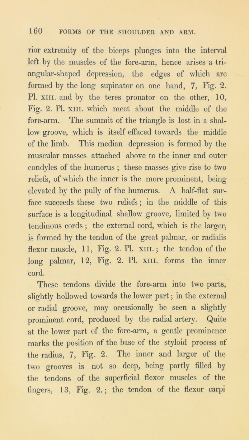 rior extremity of the biceps plunges into the interval left by the muscles of the fore-arm, hence arises a tri- angular-shaped depression, the edges of which are formed by the long supinator on one hand, 7, Fig. 2. PI. xiii. and by the teres pronator on the other, 10, Fig. 2. PI. xiii. which meet about the middle of the fore-arm. The summit of the triangle is lost in a shal- low groove, which is itself effaced towards the middle of the limb. This median depression is formed by the muscular masses attached above to the inner and outer condyles of the humerus ; these masses give rise to two reliefs, of which the inner is the more prominent, being elevated by the pully of the humerus. A half-flat sur- face succeeds these two reliefs; in the middle of this surface is a longitudinal shallow groove, limited by two tendinous cords ; the external cord, which is the larger, is formed by the tendon of the great palmar, or radialis flexor muscle, 11, Fig. 2. PI. xiii. ; the tendon of the long palmar, 12, Fig. 2. PI. xiii. forms the inner cord. These tendons divide the fore-arm into two parts, slightly hollowed towards the lower part; in the external or radial groove, may occasionally be seen a slightly prominent cord, produced by the radial artery. Quite at the lower part of the fore-arm, a gentle prominence marks the position of the base of the styloid process of the radius, 7, Fig. 2. The inner and larger of the two grooves is not so deep, being partly filled by the tendons of the superficial flexor muscles of the fingers, 13, Fig. 2.; the tendon of the flexor carpi