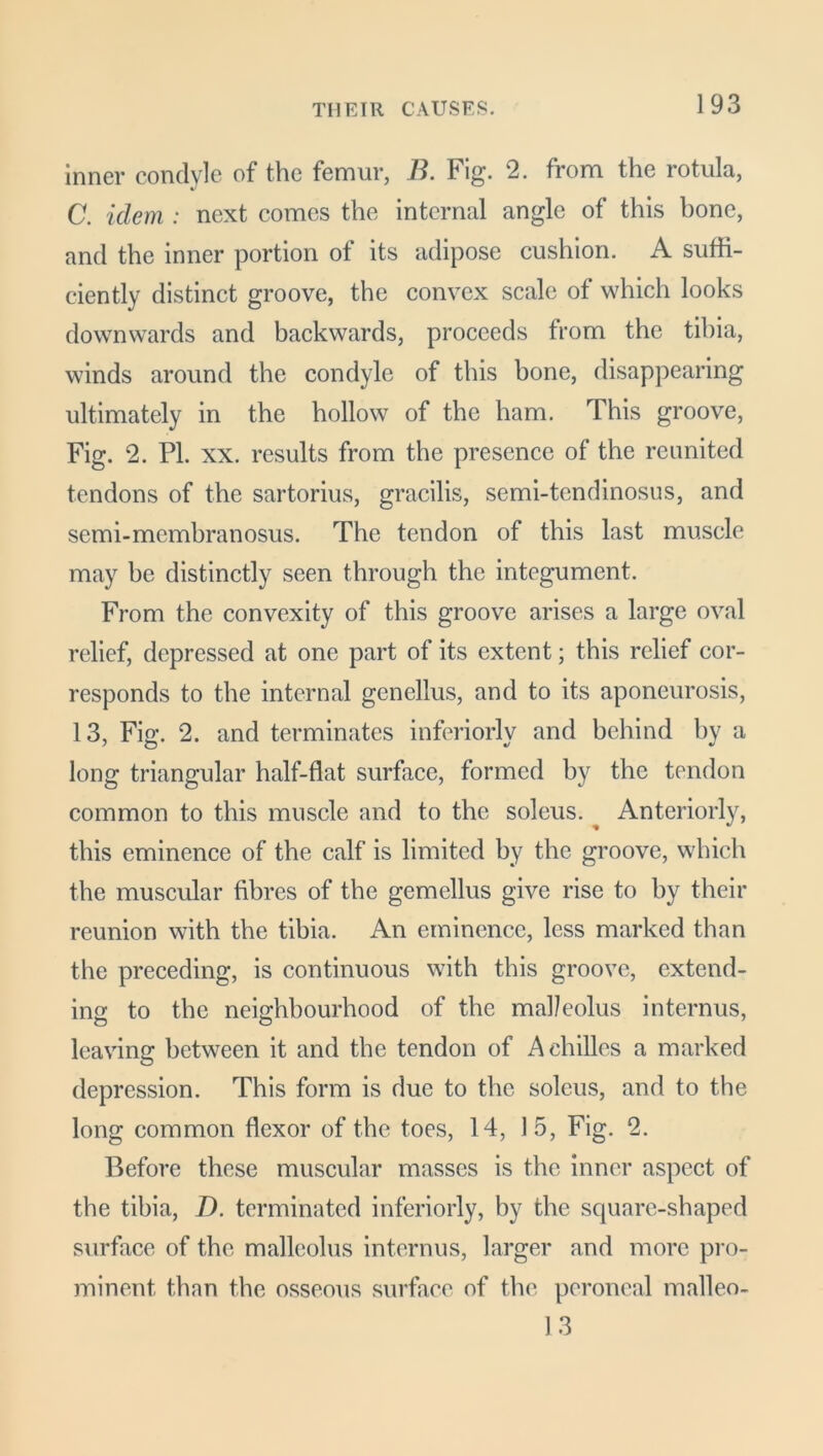 inner condyle of the femur, B. Fig. 2. from the rotula, C. idem : next comes the internal angle of this bone, and the inner portion of its adipose cushion. A suffi- ciently distinct groove, the convex scale of which looks downwards and backwards, proceeds from the tibia, winds around the condyle of this bone, disappearing ultimately in the hollow of the ham. This groove, Fig. 2. PL xx. results from the presence of the reunited tendons of the sartorius, gracilis, semi-tendinosus, and semi-mcmbranosus. The tendon of this last muscle may be distinctly seen through the integument. From the convexity of this groove arises a large oval relief, depressed at one part of its extent; this relief cor- responds to the internal genellus, and to its aponeurosis, 13, Fig. 2. and terminates inferiorly and behind by a long triangular half-flat surface, formed by the tendon common to this muscle and to the soleus. ^ Anteriorly, this eminence of the calf is limited by the groove, which the muscular fibres of the gemellus give rise to by their reunion with the tibia. An eminence, less marked than the preceding, is continuous with this groove, extend- ing: to the neighbourhood of the mal/eolus internus, leaving between it and the tendon of Achilles a marked depression. This form is due to the soleus, and to the long common flexor of the toes, 14, 15, Fig. 2. Before these muscular masses is the inner aspect of the tibia, D. terminated inferiorly, by the square-shaped surface of the malleolus internus, larger and more pro- minent than the osseous surface of the peroneal malleo- 13