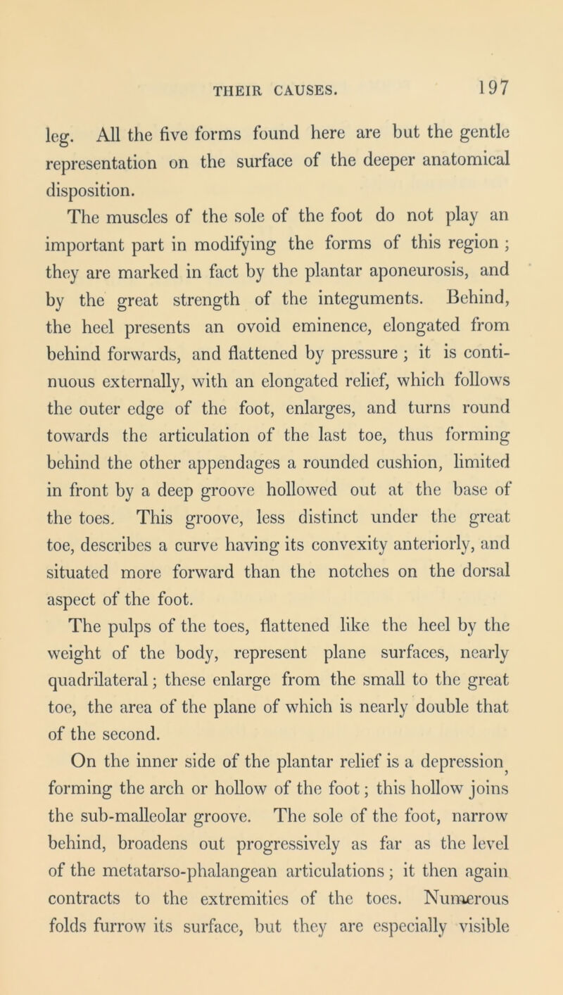 leg. All the five forms found here are but the gentle representation on the surface of the deeper anatomical disposition. The muscles of the sole of the foot do not play an important part in modifying the forms of this region ; they are marked in fact by the plantar aponeurosis, and by the great strength of the integuments. Behind, the heel presents an ovoid eminence, elongated from behind forwards, and flattened by pressure ; it is conti- nuous externally, with an elongated relief, which follows the outer edge of the foot, enlarges, and turns round towards the articulation of the last toe, thus forming behind the other appendages a rounded cushion, limited in front by a deep groove hollowed out at the base of the toes. This groove, less distinct under the great toe, describes a curve having its convexity anteriorly, and situated more forward than the notches on the dorsal aspect of the foot. The pulps of the toes, flattened like the heel by the weight of the body, represent plane surfaces, nearly quadrilateral; these enlarge from the small to the great toe, the area of the plane of which is nearly double that of the second. On the inner side of the plantar relief is a depression^ forming the arch or hollow of the foot; this hollow joins the sub-malleolar groove. The sole of the foot, narrow behind, broadens out progressively as far as the level of the metatarso-phalangean articulations ; it then again contracts to the extremities of the toes. Numerous folds furrow its surface, but they are especially visible