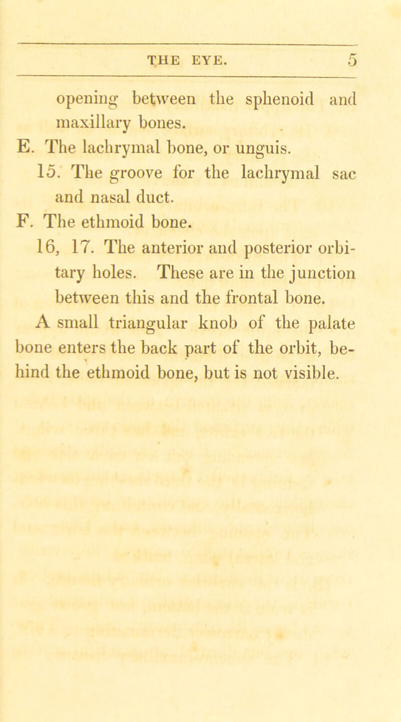 opening between the sphenoid and maxillary bones. E. The lachrymal bone, or unguis. 15. The groove for the lachrymal sac and nasal duct. F. The ethmoid bone. 16, 17. The anterior and posterior orbi- tary holes. These are in the junction between this and the frontal bone. A small triangular knob of the palate bone enters the back part of the orbit, be- hind the ethmoid bone, but is not visible.