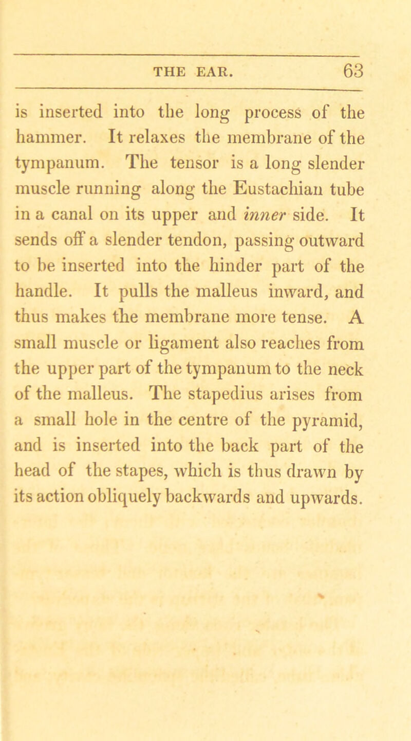 is inserted into the long process of the hammer. It relaxes the membrane of the tympanum. The tensor is a long slender muscle running along the Eustachian tube in a canal on its upper and inner side. It sends off a slender tendon, passing outward to be inserted into the hinder part of the handle. It pulls the malleus inward, and thus makes the membrane more tense. A small muscle or ligament also reaches from the upper part of the tympanum to the neck of the malleus. The stapedius arises from a small hole in the centre of the pyramid, and is inserted into the back part of the head of the stapes, which is thus drawn by its action obliquely backwards and upwards.