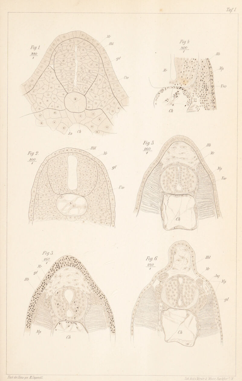 Nach der Natur gez. MSagemehl.