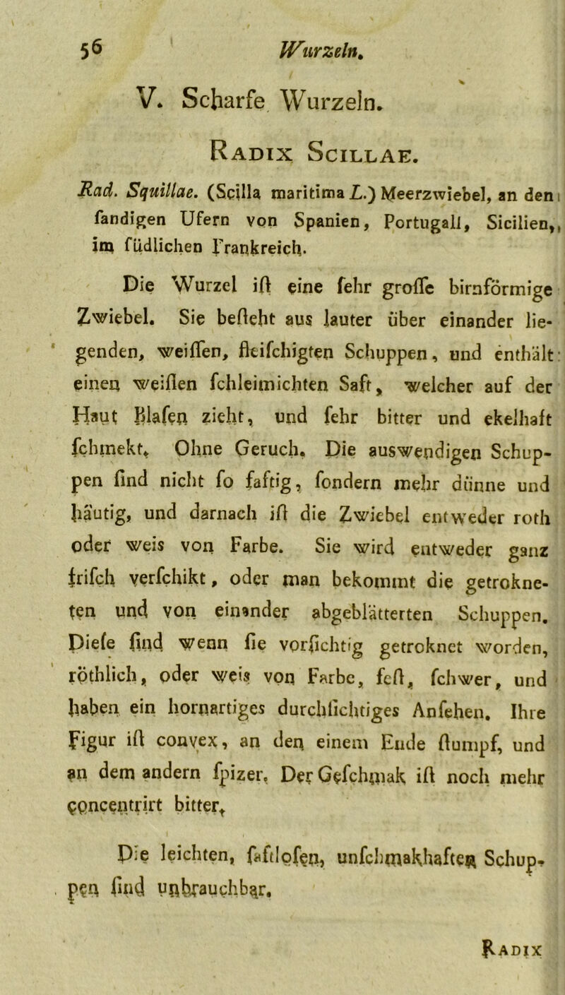V. Scharfe Wurzeln. Radix Scillae. Rad. Squillae. (Scilla maritima L.) Meerzwiebel, an den fandigen Ufern von Spanien, Portugali, Sicilien,, im füdiichen Frankreich- Die Wurzel ift eine fehr große bimförmige Zwiebel. Sie beliebt aus lauter über einander lie- genden, weilfen, fltifchigten Schuppen, und enthält einen weiden fchleimichten Saft, welcher auf der Haut Pdafen zieht, und fehr bitter und ekelhaft fchmekt, Ohne Geruch, Die auswendigen Schup- pen find nicht fo faftig, fcndern mehr dünne und häutig, und darnach ifl die Zwiebel entweder roth oder weis von Farbe. Sie wird entweder ganz frifch yerfchikt, oder man bekommt die getrokne- ten und von einander abgeblätterten Schuppen. Diele find wenn fie vorfichtig getroknet worden, röthlich, oder weis von Farbe, feil, fchwer, und haben ein hornartiges durchlichtiges Anfehen. Ihre Figur ifl convex, an den einem Ende flumpf, und an dem andern fpizer, De? Gefchpiak ilt noch mehr ppneentrirt bitter, P:e leichten, faftlofen, unfehmakhafteß Schup- pen find unbrauchbar.